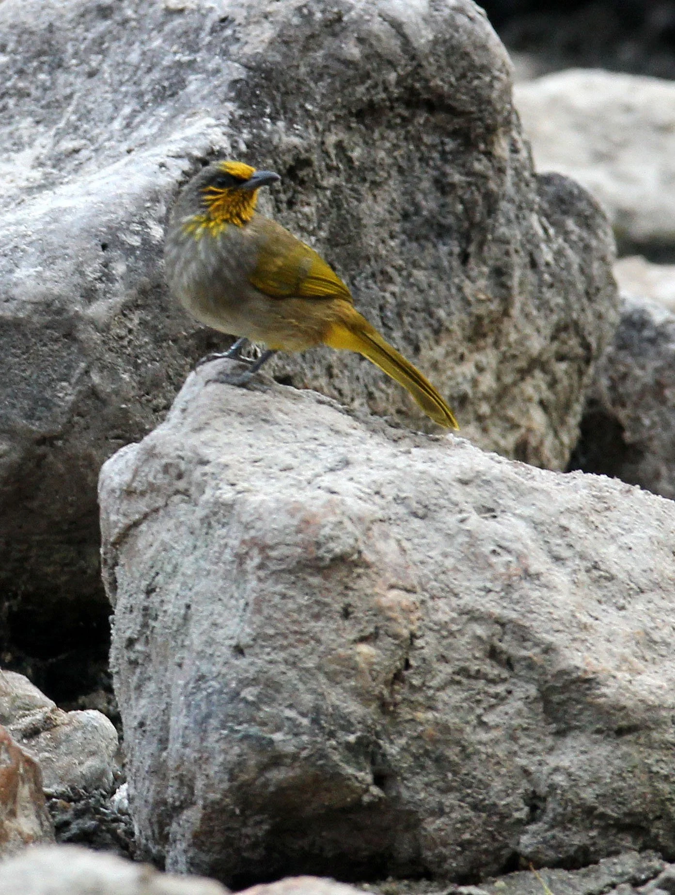 BULBUL - STRIPE-THROATED BULBUL - Pycnonotus finlaysoni -  KAENG KRACHAN NP THAILAND (3).JPG