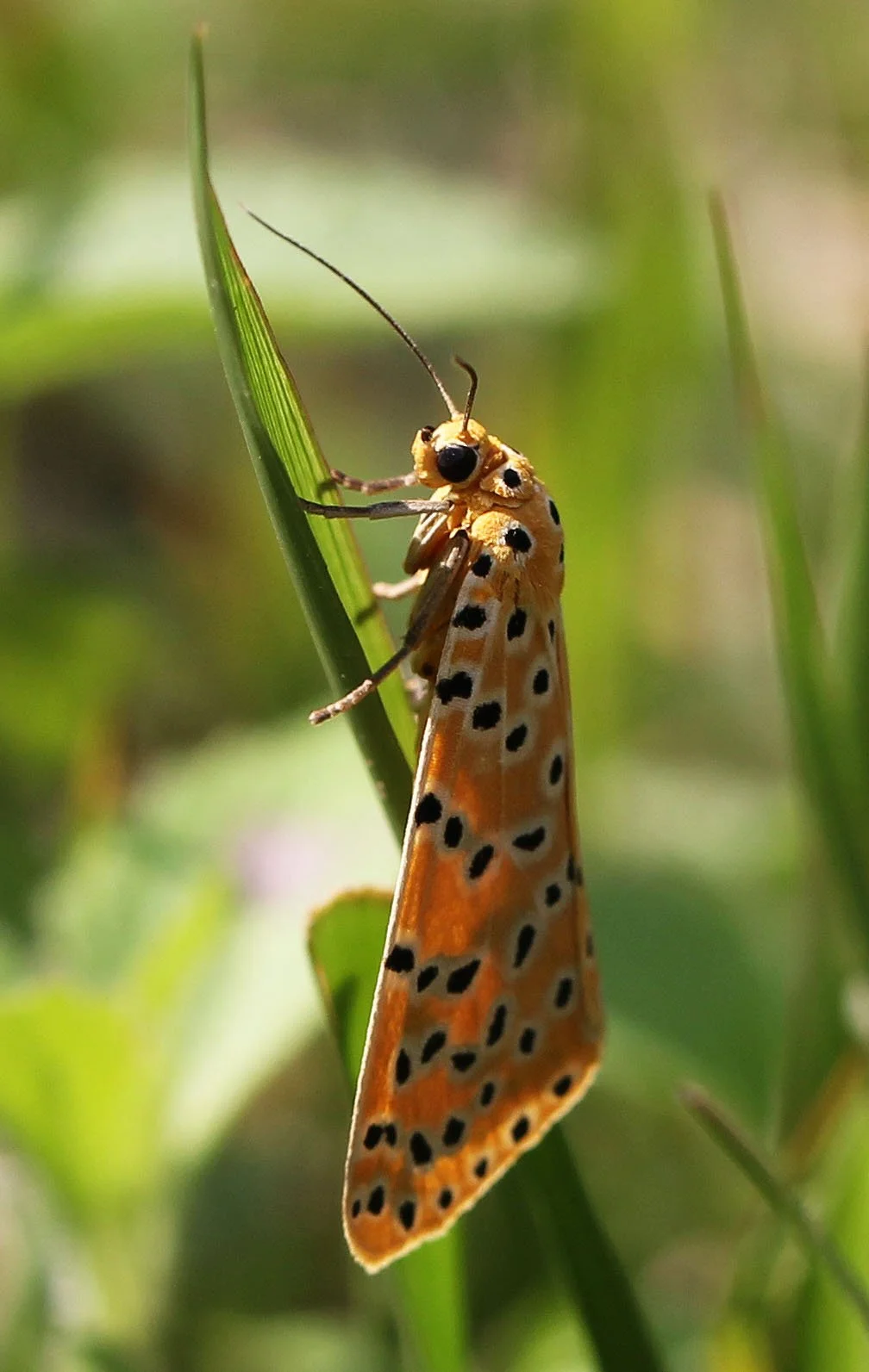 Argina astrea moth, also known as the Crotalaria Podborer. 