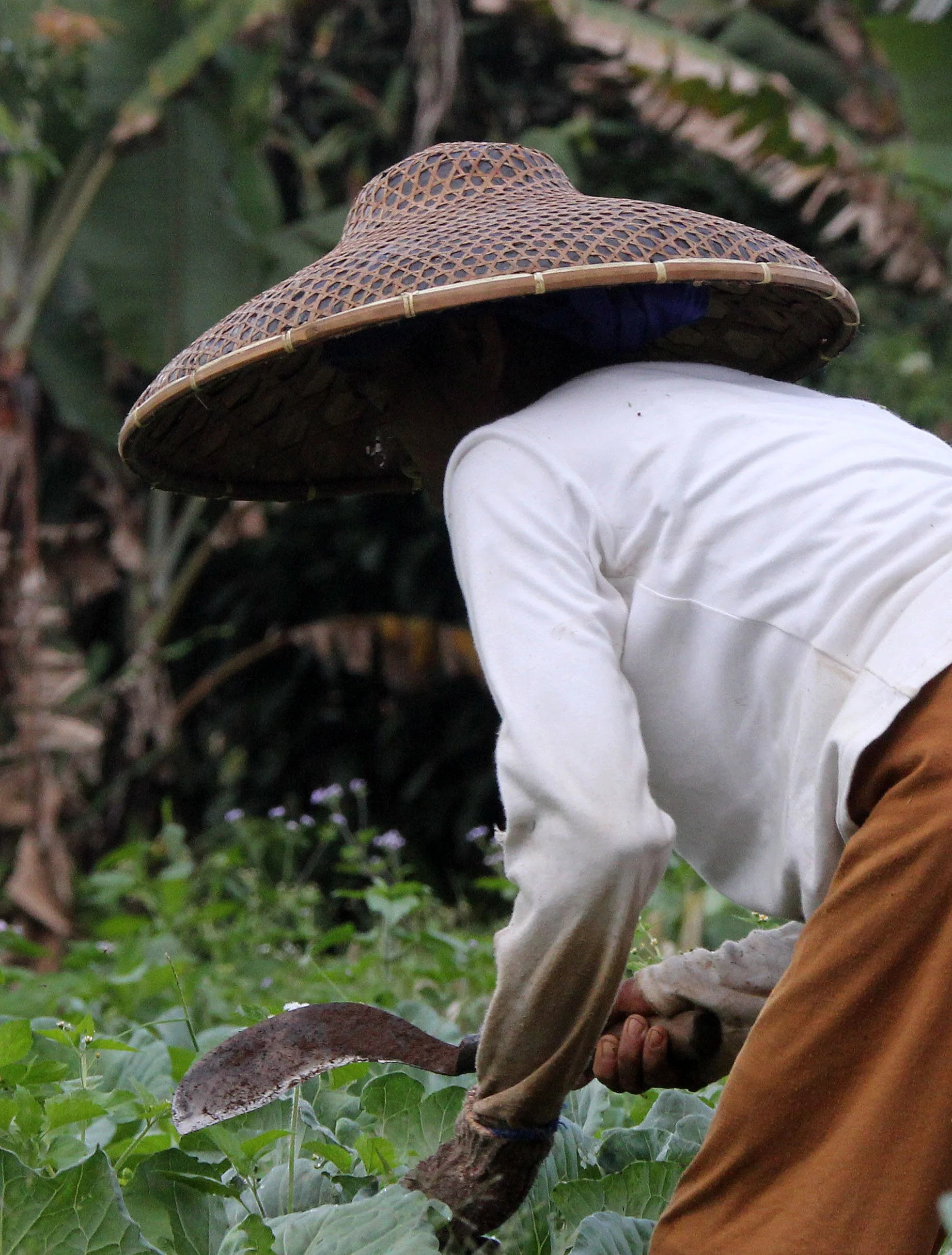 HALIMUN NATIONAL PARK - JAVA BARAT INDONESIA (11).JPG