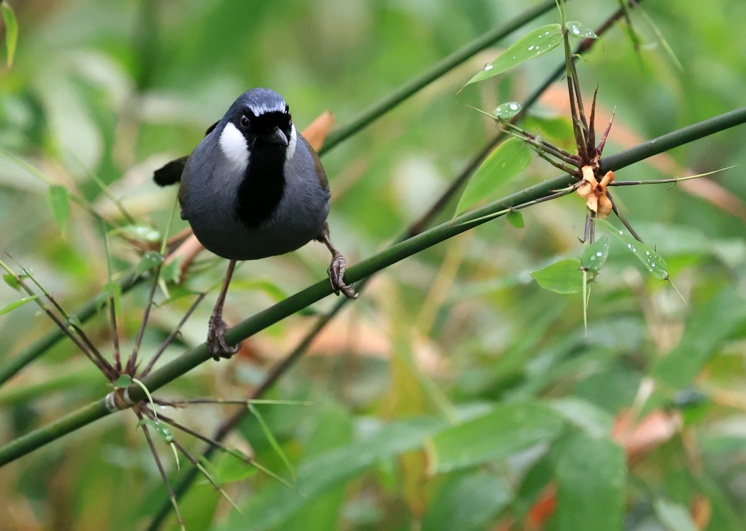 Black-throated Laughingthrush (Pterorhinus chinensis) Khao Yai National Park Feb 2026 Day 2 (18).jpg