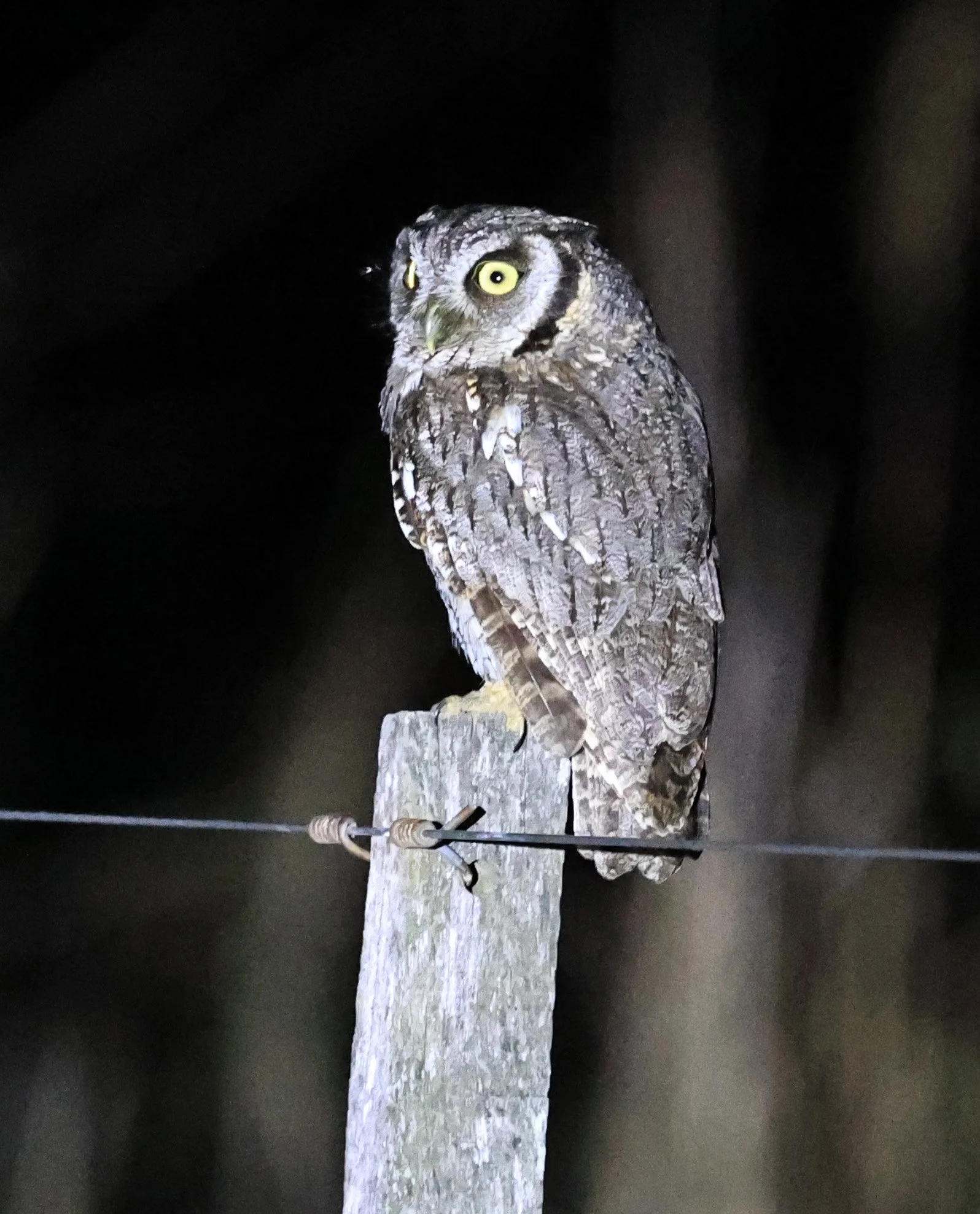 Tropical Screech-Owl (Megascops choliba) Hotel Campestre Iparoma Paraguay (4).jpg