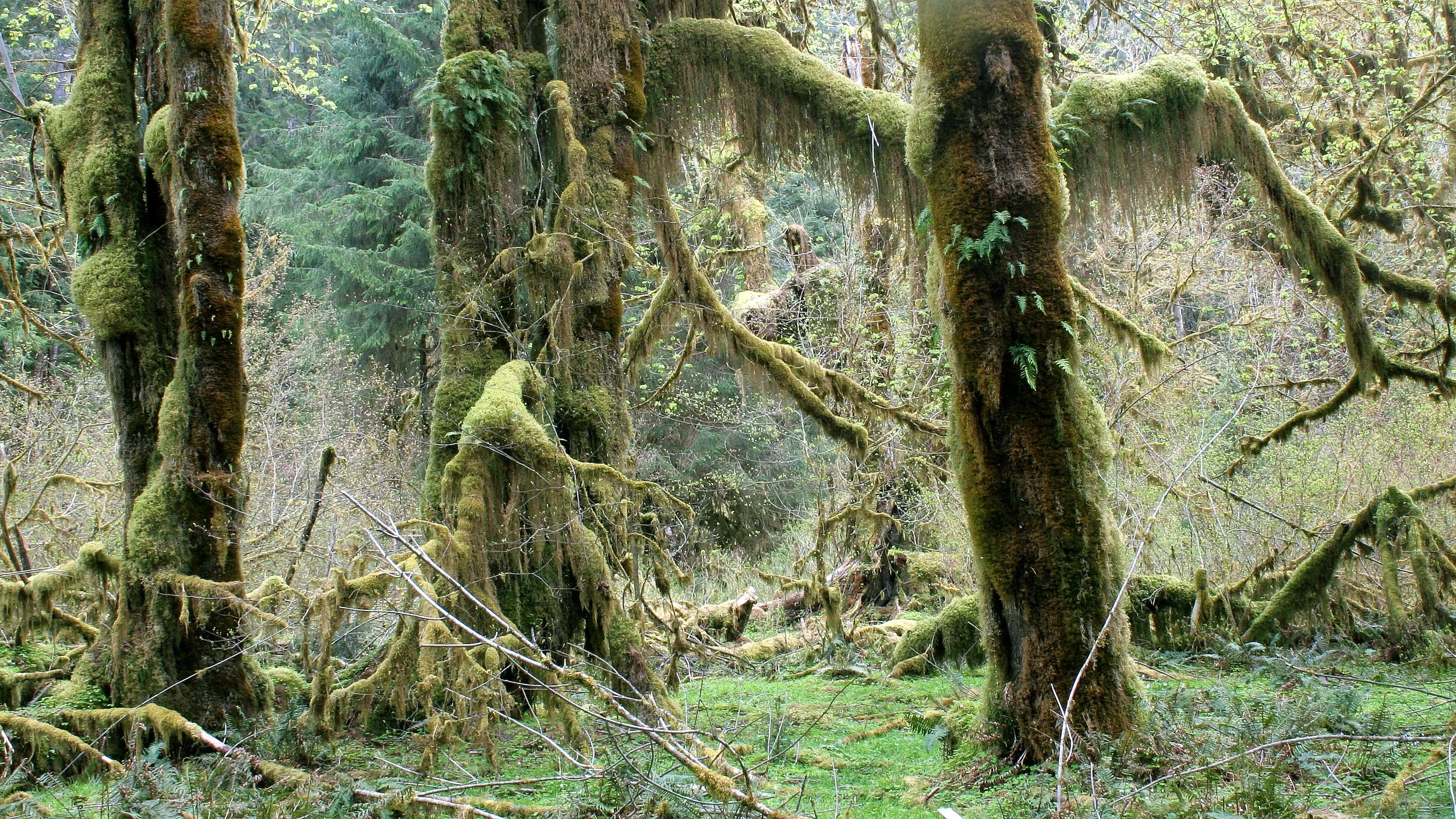 HOH RIVER VALLEY - HALL OF MOSSES (34).JPG