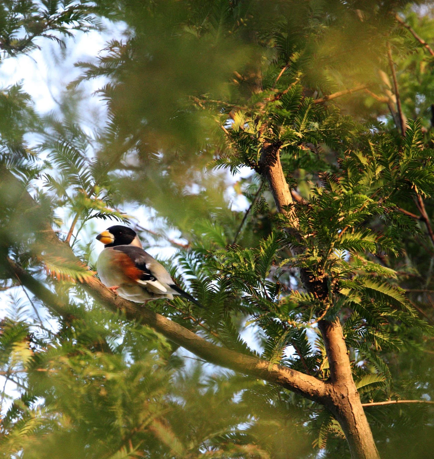 Chinese Grosbeak (Eophona migratoria) Nankou Rudong China (8).JPG