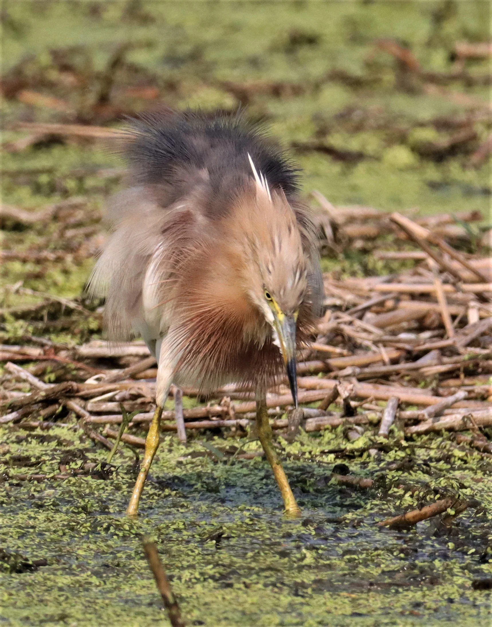 HERON - JAVAN POND HERON - Ardeola speciosa - LAT KRABANG WETLANDS NEAR BKK (19).jpg