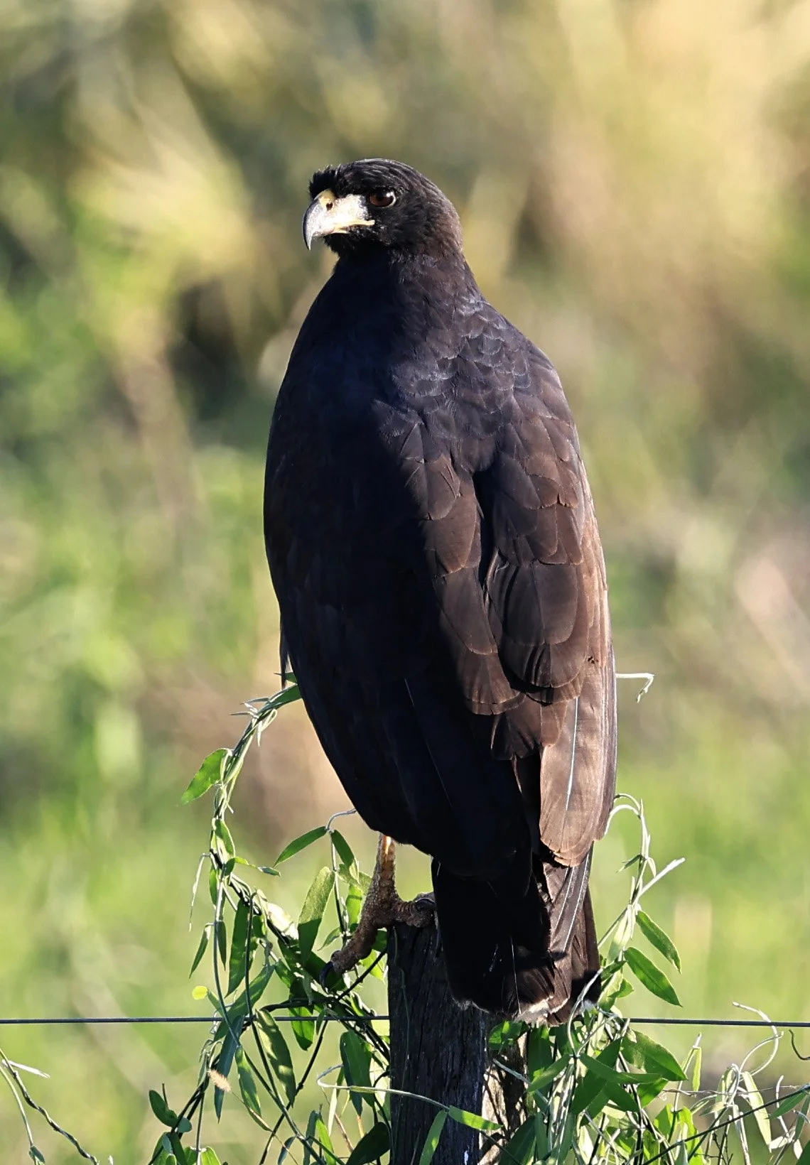 Great Black Hawk (Buteogallus urubitinga) Wetlands along Road between Pozo Colorado & Asuncion (4).jpg