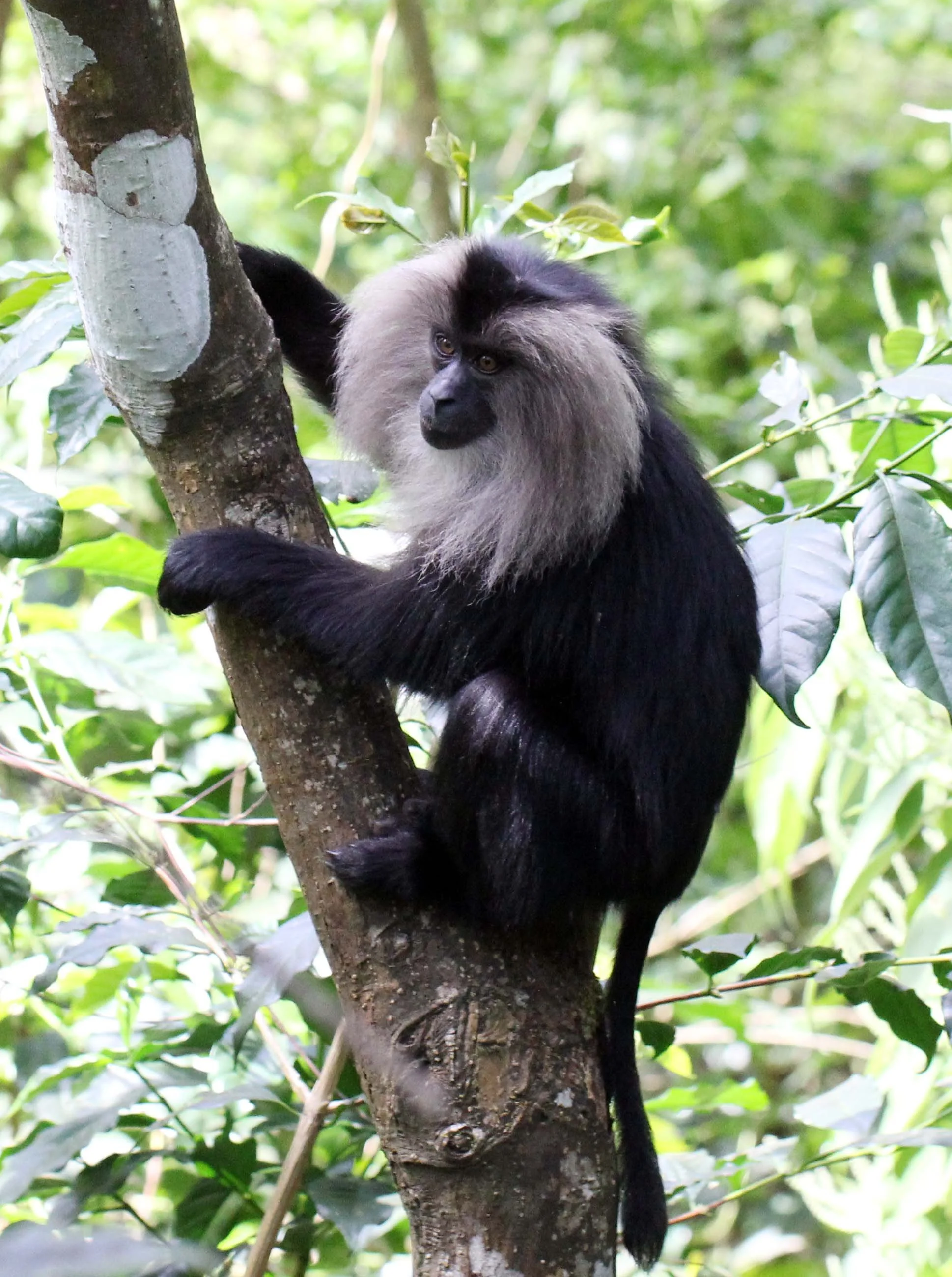 CERCOPITHECIDAE - Macaca silenus -LION-TAILED MACAQUE - VALPARAI TAMIL NADU INDIA - PHOTO BY SOM SMITH (3).JPG