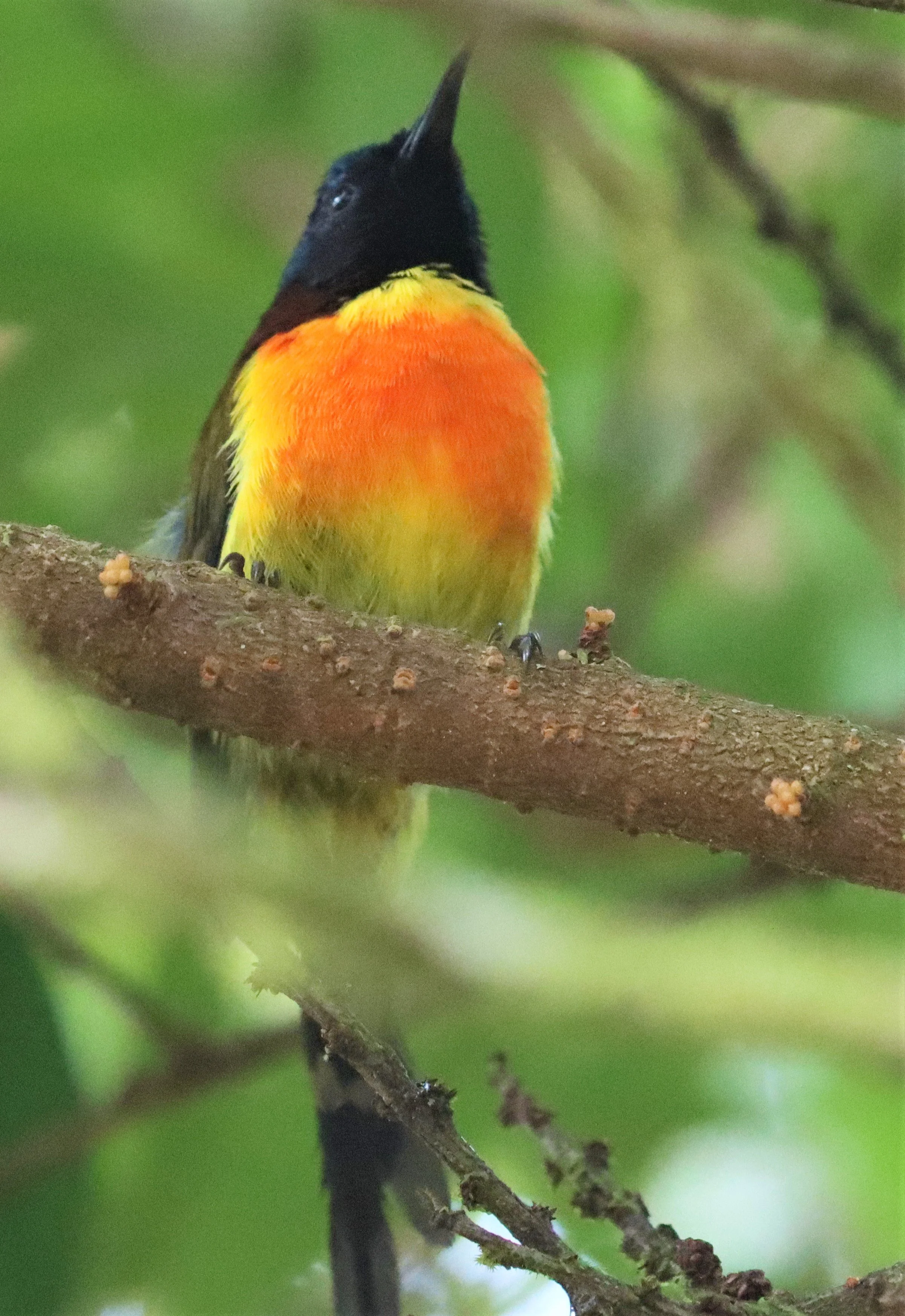 SUNBIRD - DOI INTHANON GREEN-TAILED SUNBIRD - Aethopyga nipalensis angkanensis - DOI INTHANON NP CHIANG MAI, DEC 2021 (52).jpg