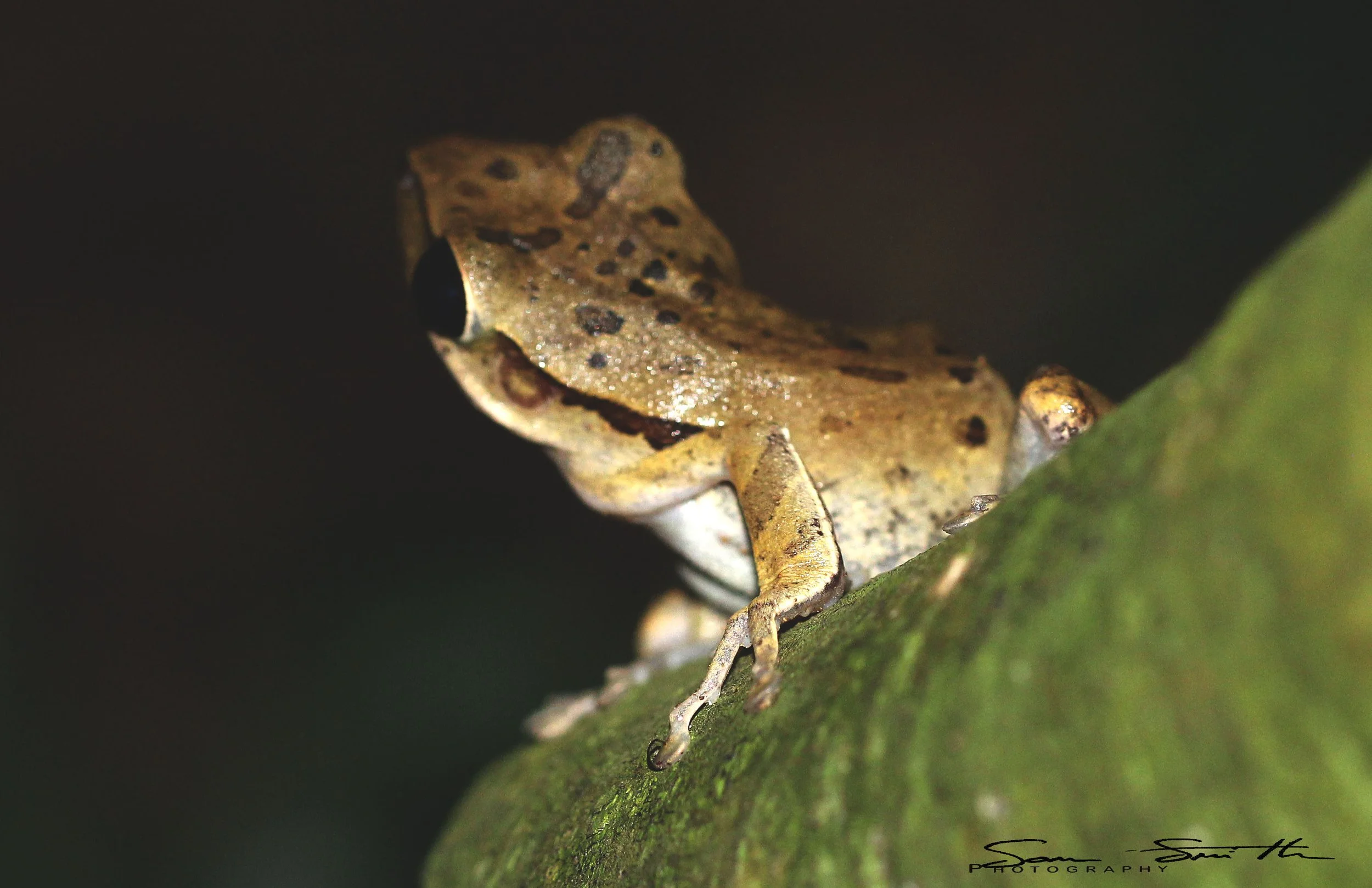 Unidentified Species 18 - Kaeng Krachan NP, Thailand