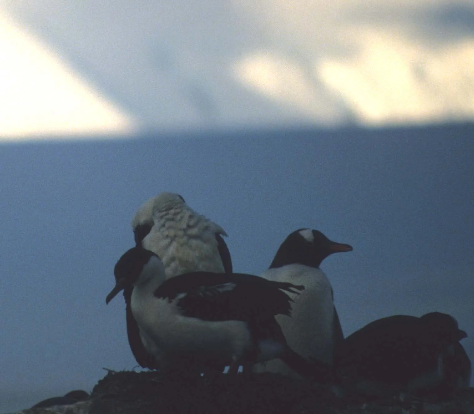 Gentoo Penguin (Pygoscelis papua) Danco Island Antarctic Peninsula (26).jpg