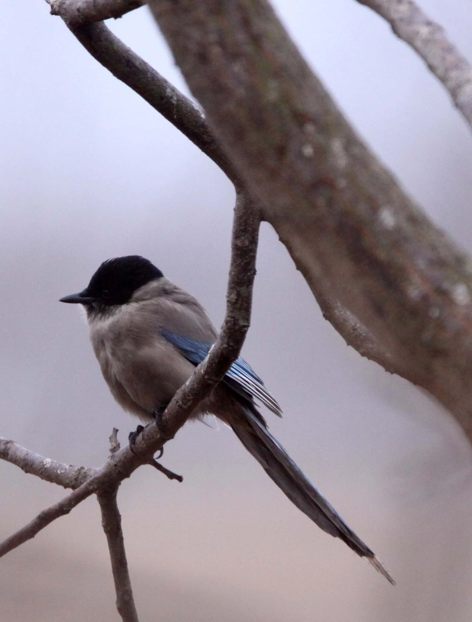 BIRD - MAGPIE - AZURE-WINGED MAGPIE- YANCHENG CHINA (5).JPG