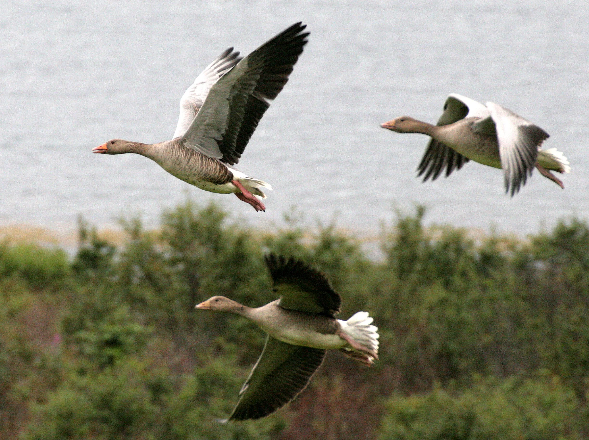 GOOSE - GREYLAG GOOSE - Anser anser - SEEN NEAR HORNOYA NORWAY (22).jpg