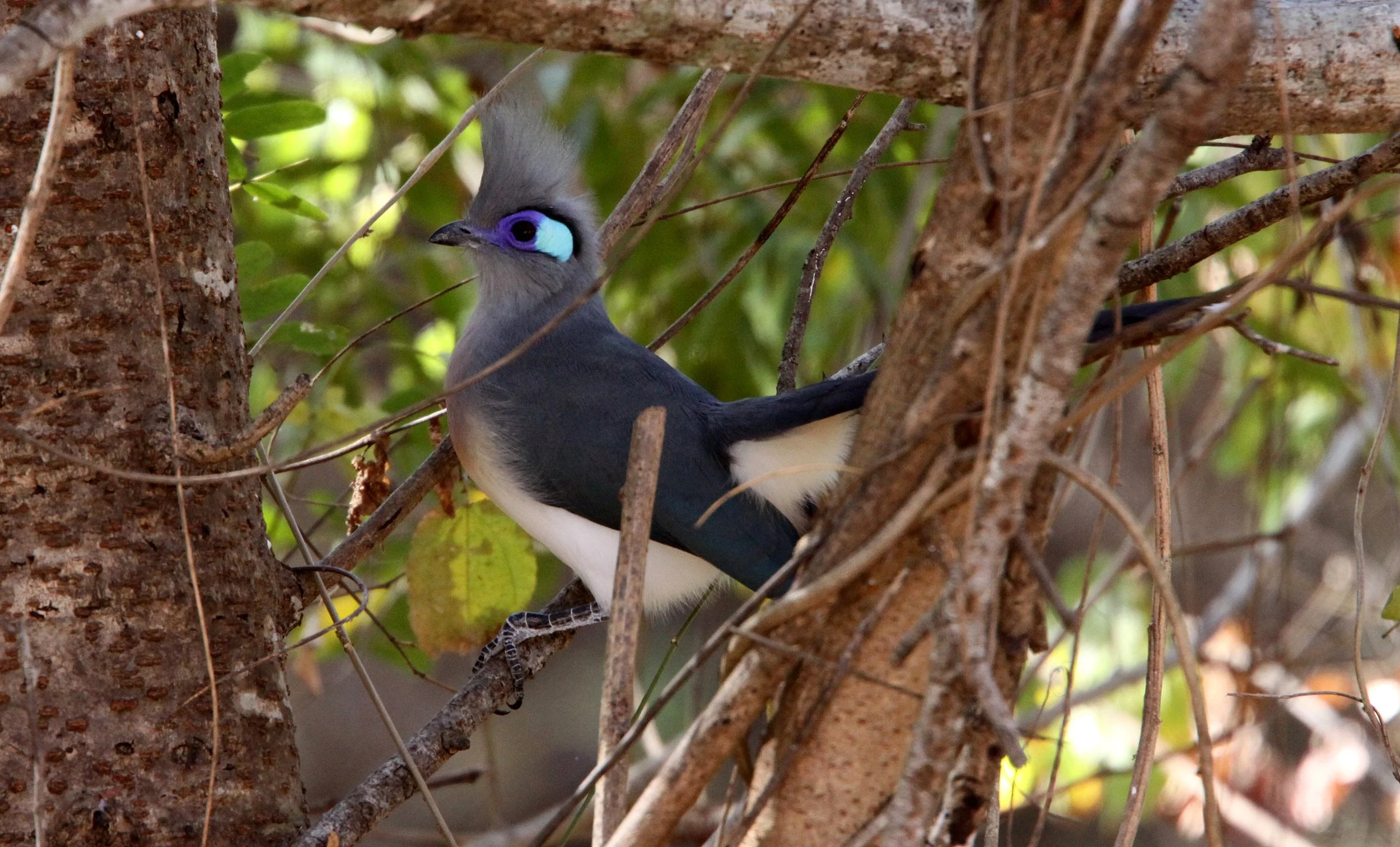 Crested Coua (Coua cristata) Kirindy NP Madagascar (3).JPG