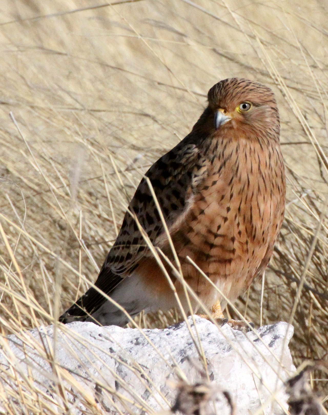 BIRD - KESTREL - GREATER KESTREL - FALCO RUPICOLOIDES - ETOSHA NATIONAL PARK NAMIBIA (16).JPG