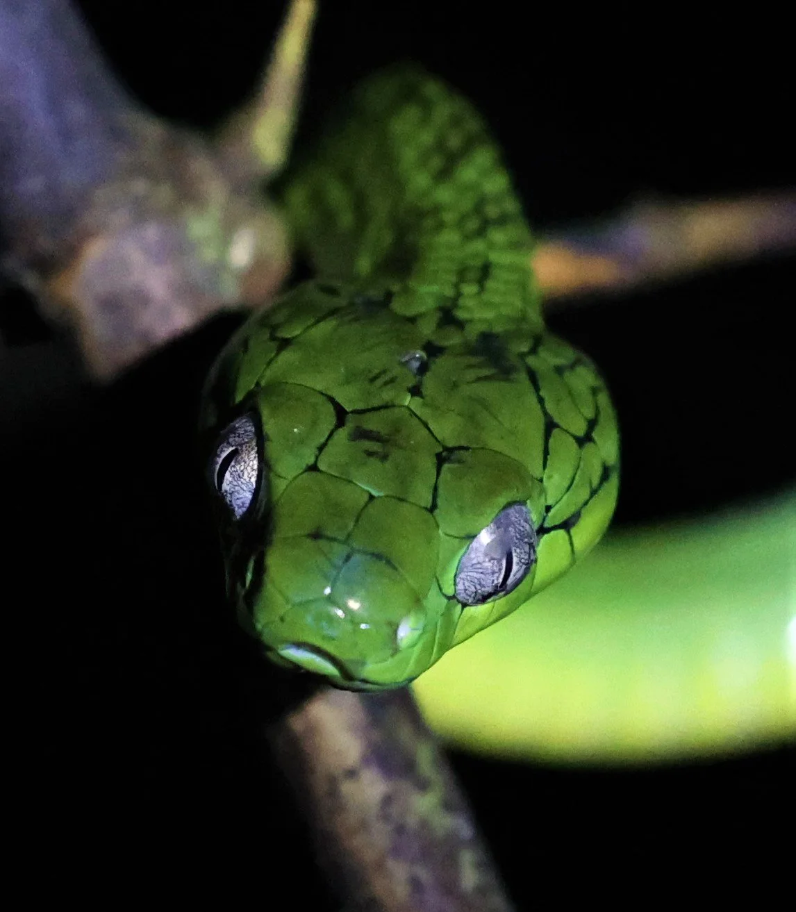 Green Cat Snake (Boiga cyanea)