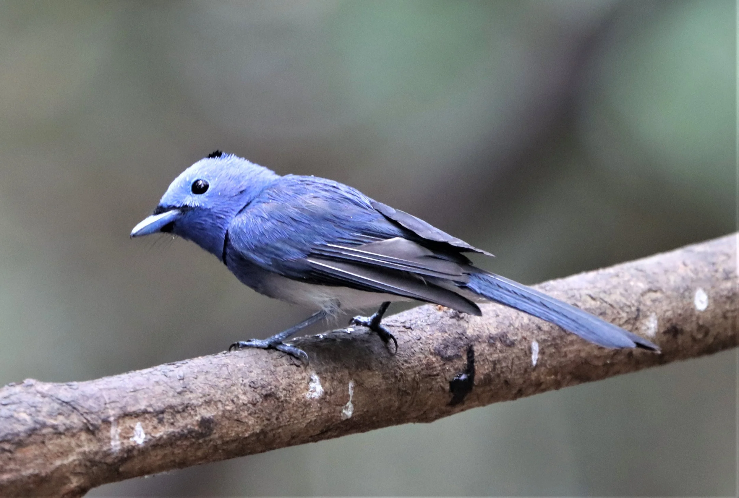 MONARCH - BLACK-NAPED MONARCH - Hypothymis azurea - KAENG KRACHAN 2021 (7).jpg