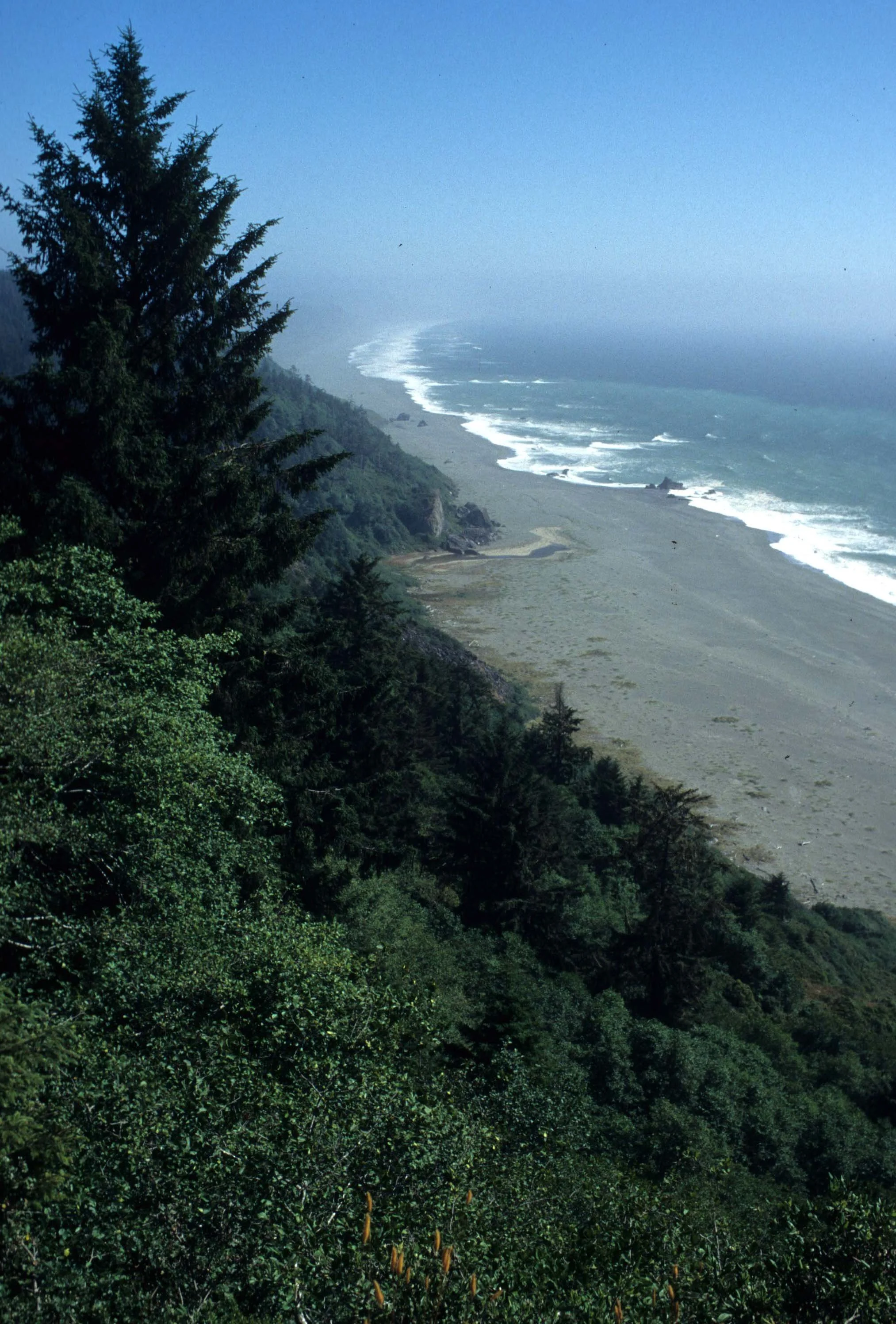 CALIFORNIA - REDWOODS NP - VIEWS (2).jpg