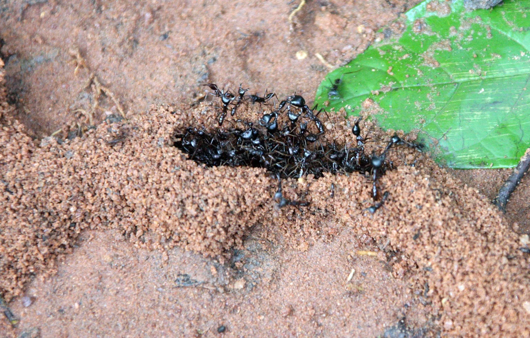 DZANGHA NDOKI NATIONAL PARK - CENTRAL AFRICAN REPUBLIC (6).JPG