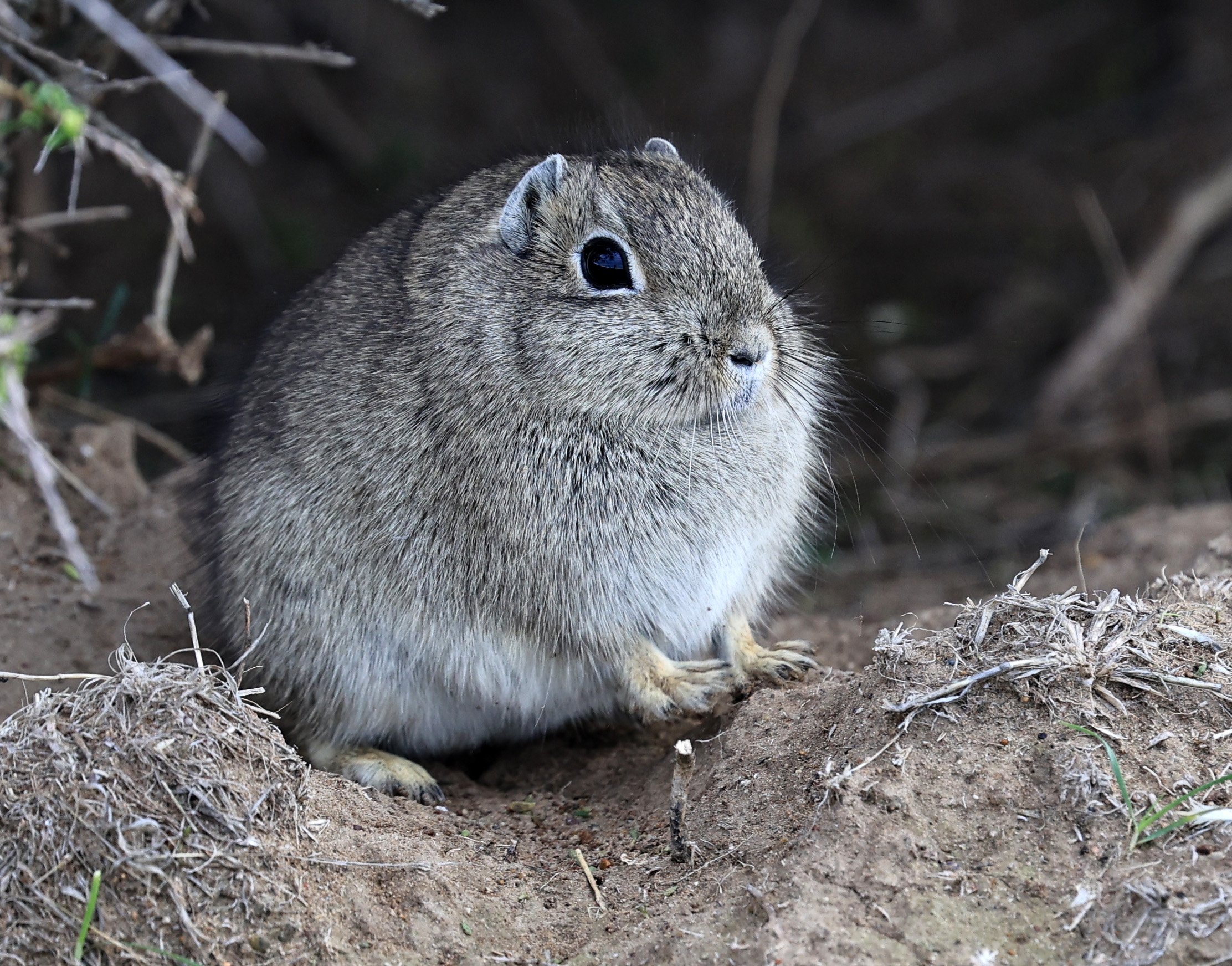 Southern Mountain Cavy (Microcavia australis) Valdes Peninsula, Chubut Province, Argentina Day 2 (1 (23).jpg