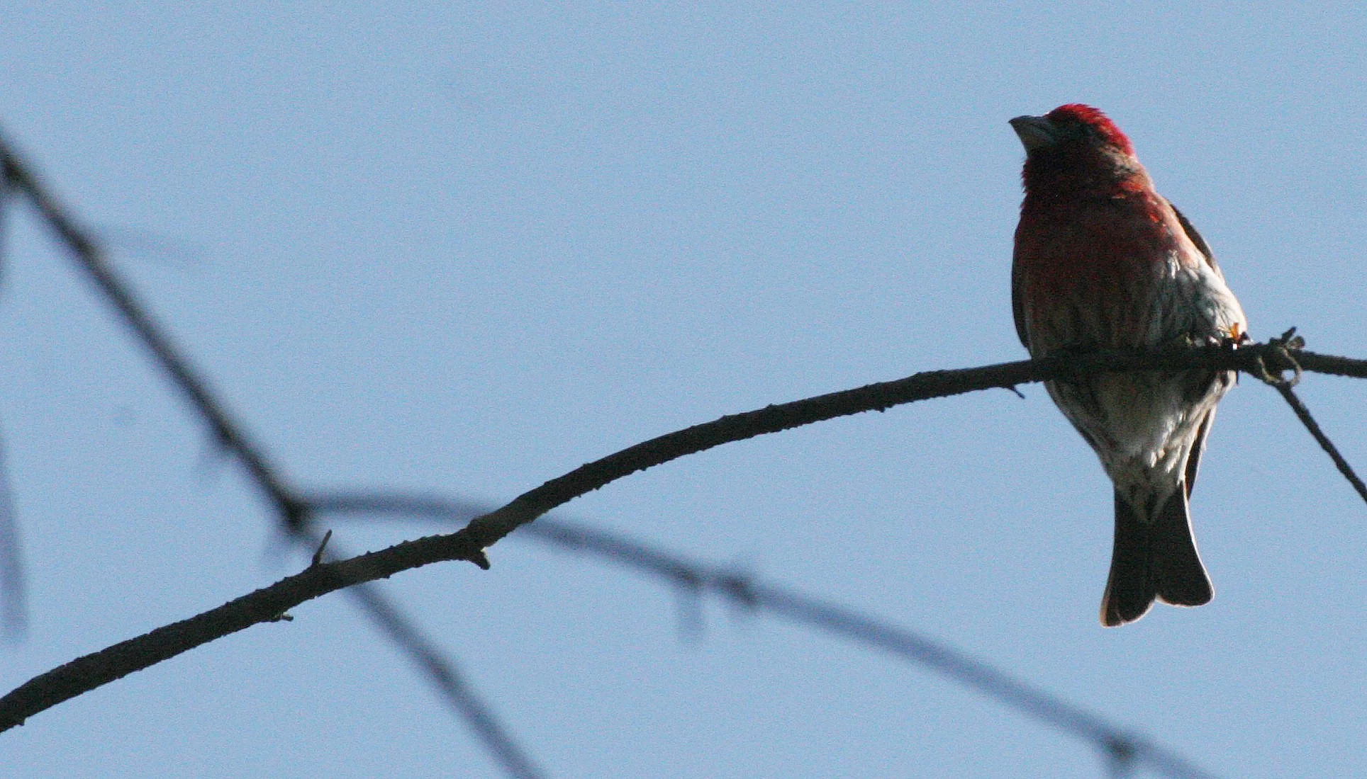 House Finch (Haemorhous mexicanus) Loreto Baja Mexico (12).jpg