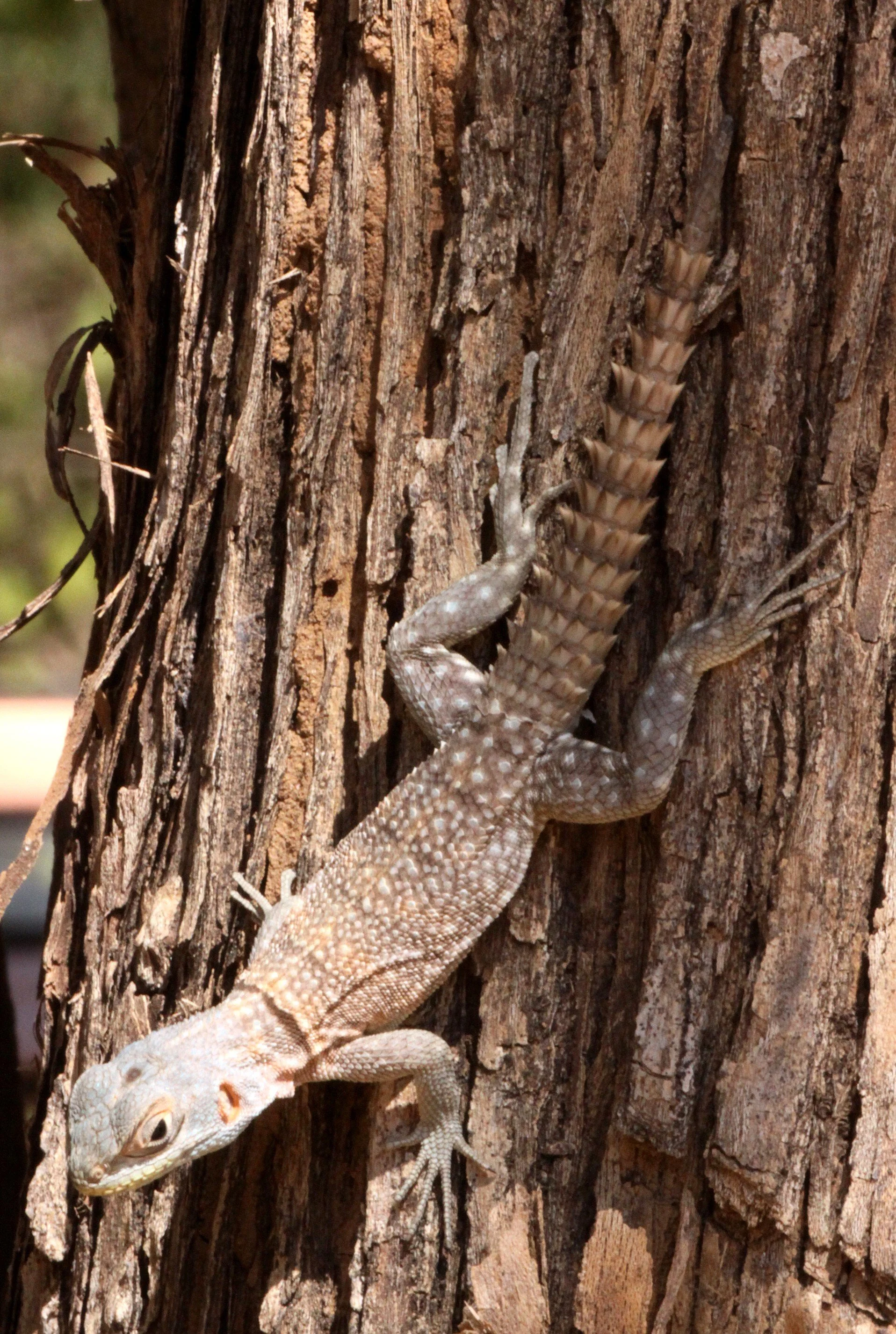 Madagascar Swift (Oplurus cyclurus) Kirindy Madagascar