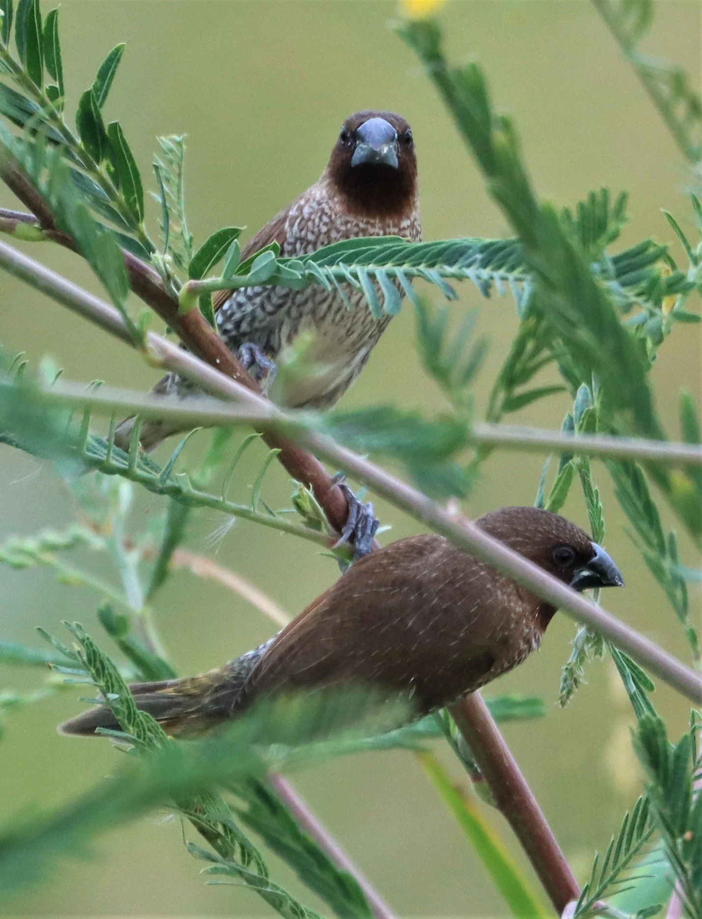MUNIA - SCALY-BREASTED MUNIA - Lonchura punctulata - LAT KRABANG RICE FIELDS (2).jpg