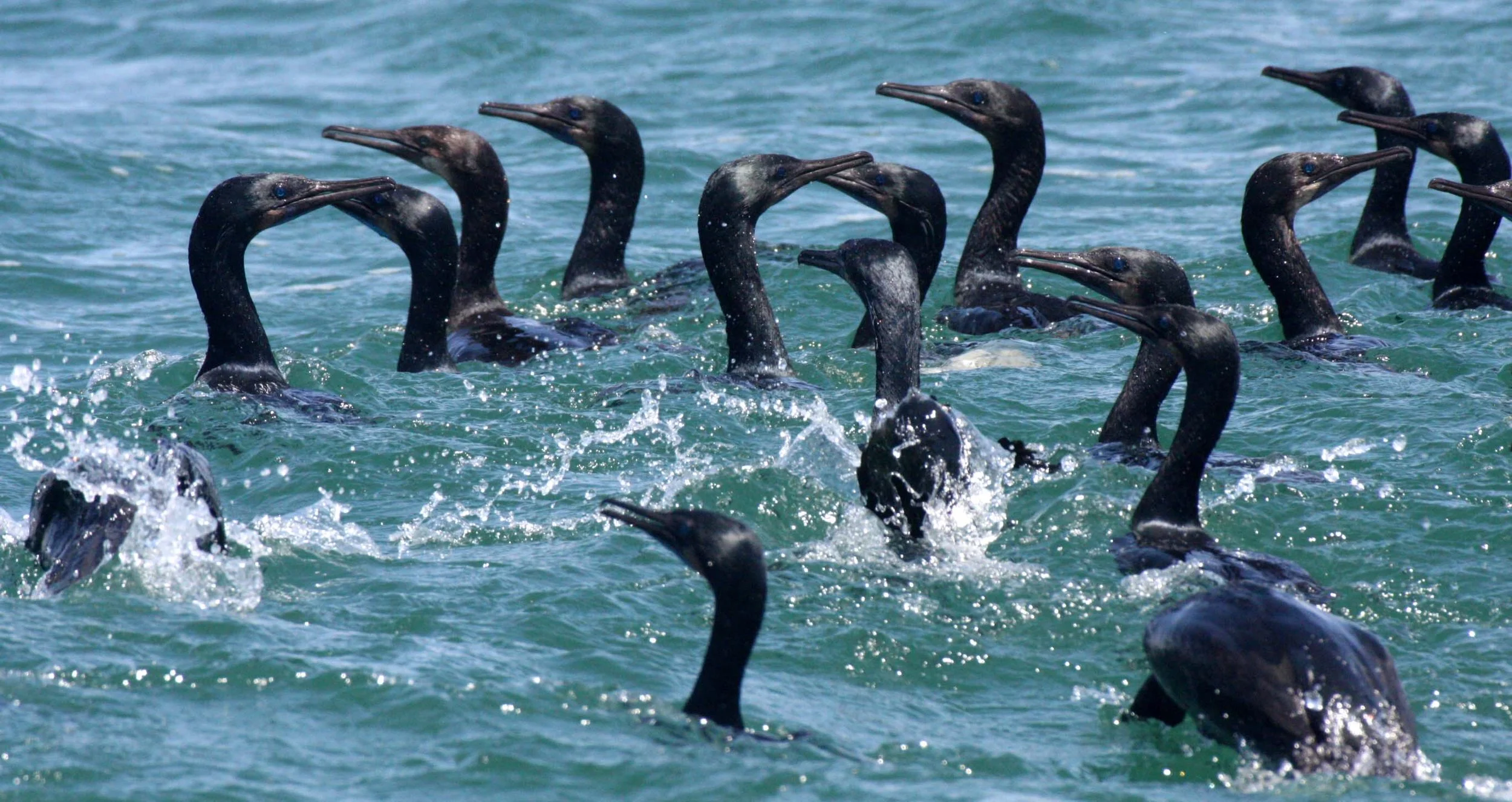 Urile penicillatus - Brandt's Cormorant - San Ignacio Lagoon, Baja California (27).JPG