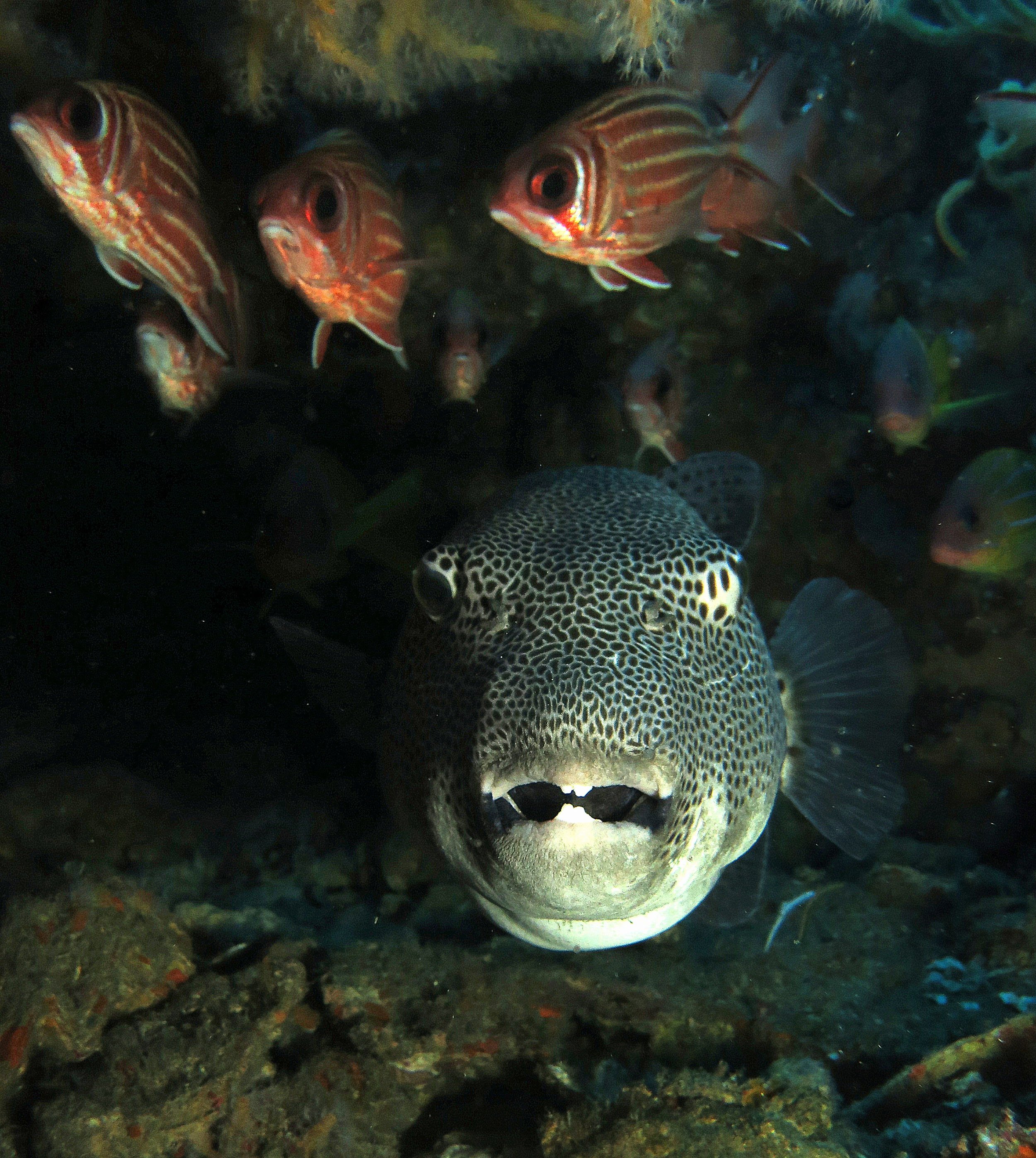 Family Tetraodontidae (Pufferfish)