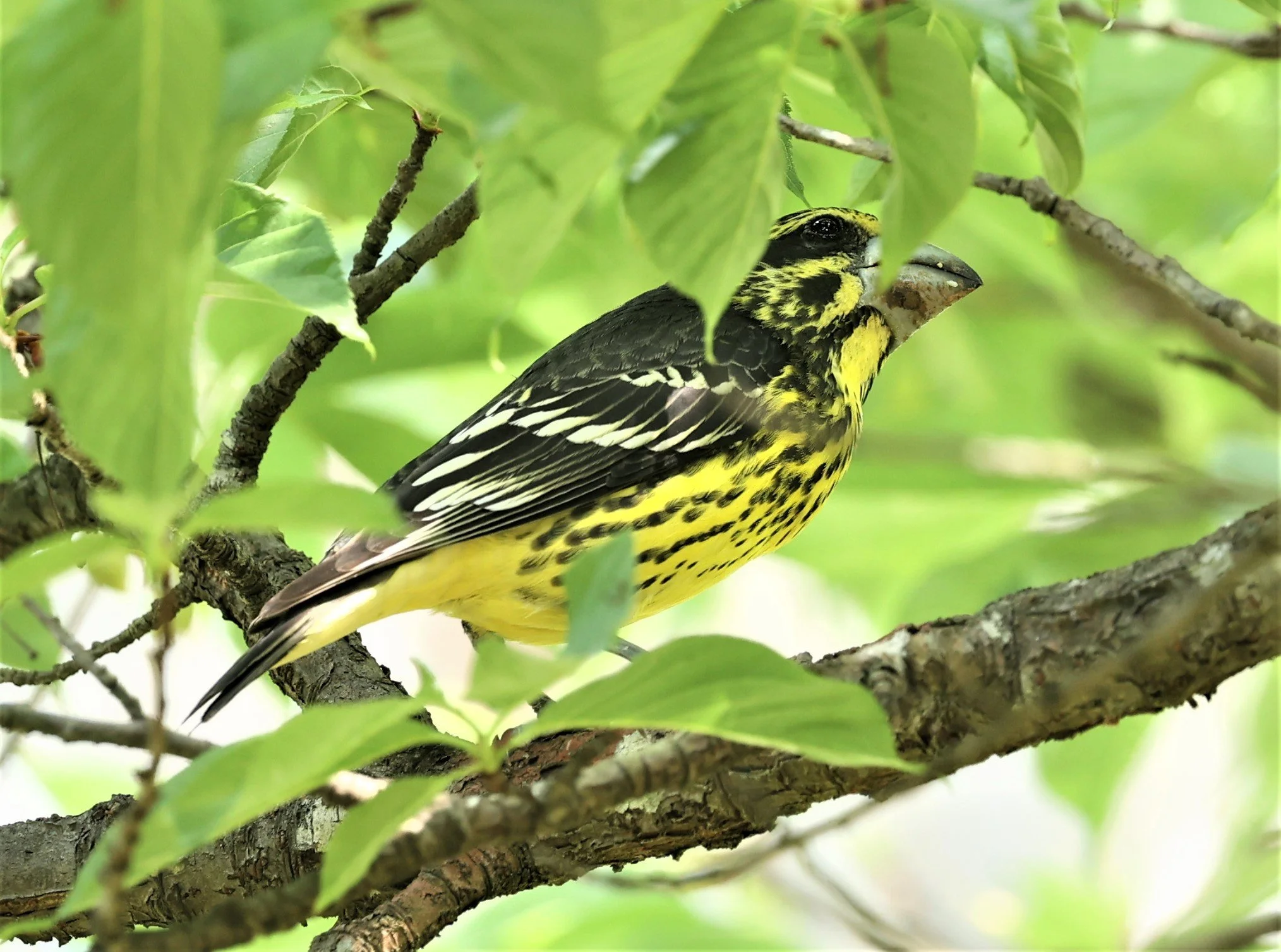 Spot-winged Grosbeak (Mycerobas melanozanthos) Doi Ang Kang, Chiang Mai Thailand (100).jpg