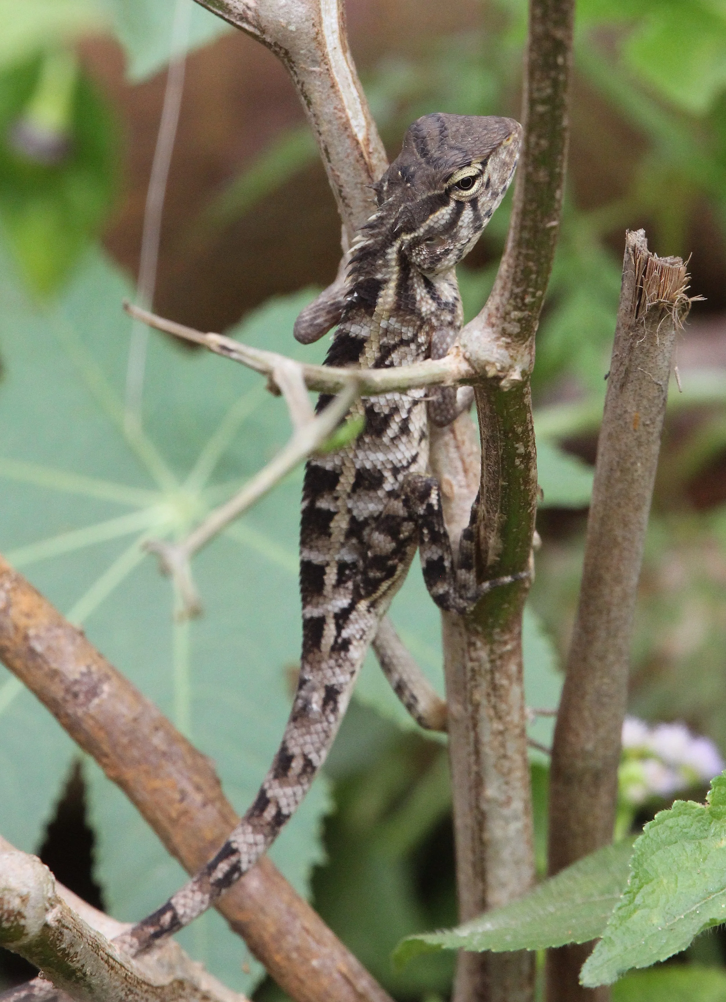 Sri Lanka Agama (Calotes liolepis) Kitulgala, Sri Lanka
