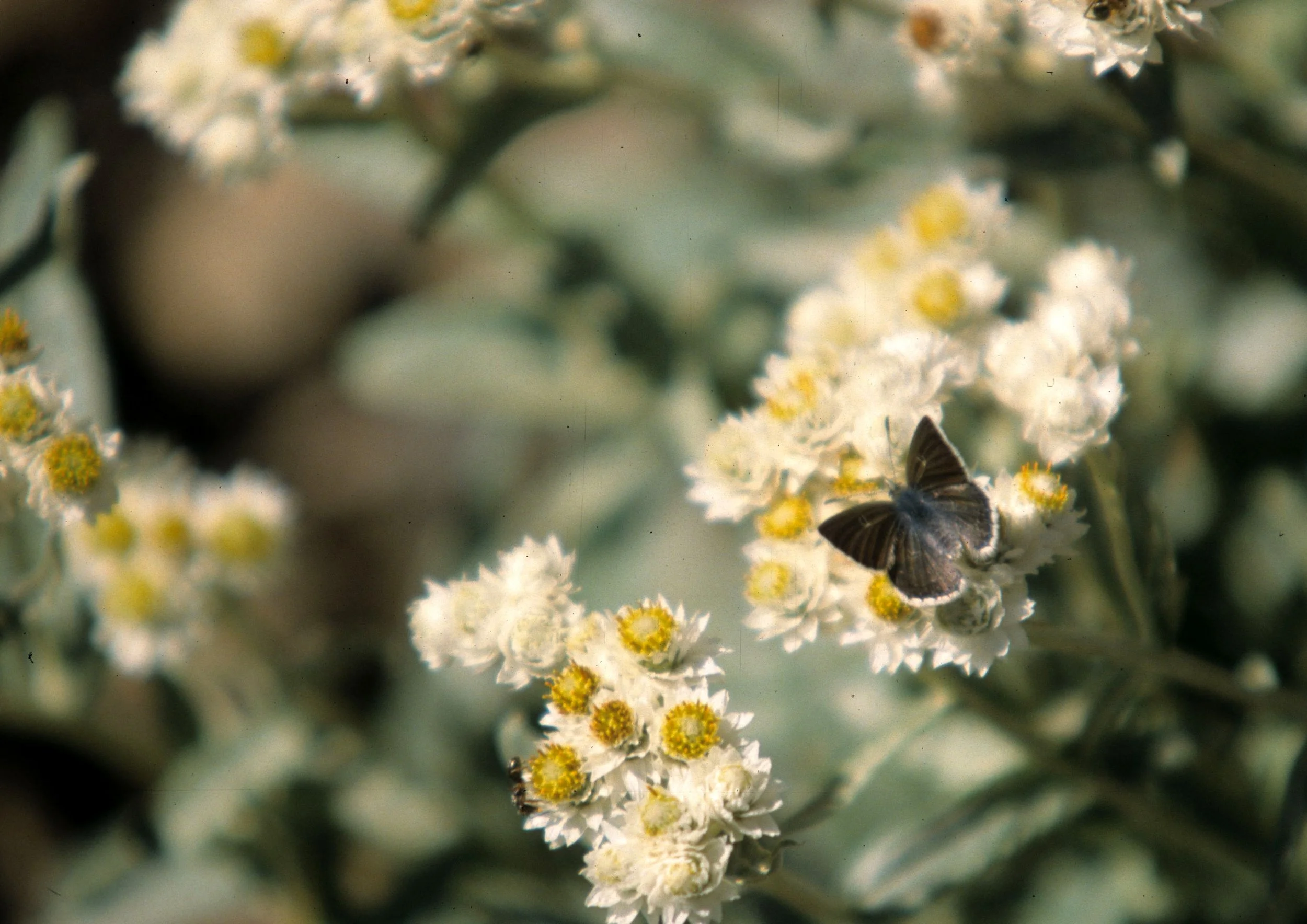 INVERTS - LEP - LYCANEID BUTTERFLY - HURRICANE RIDGE.jpg
