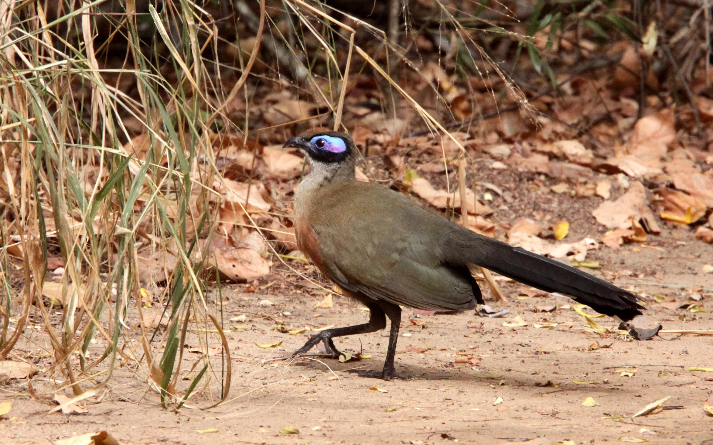 Giant Coua (Coua gigas) Kirindy NP Madagascar (3).JPG