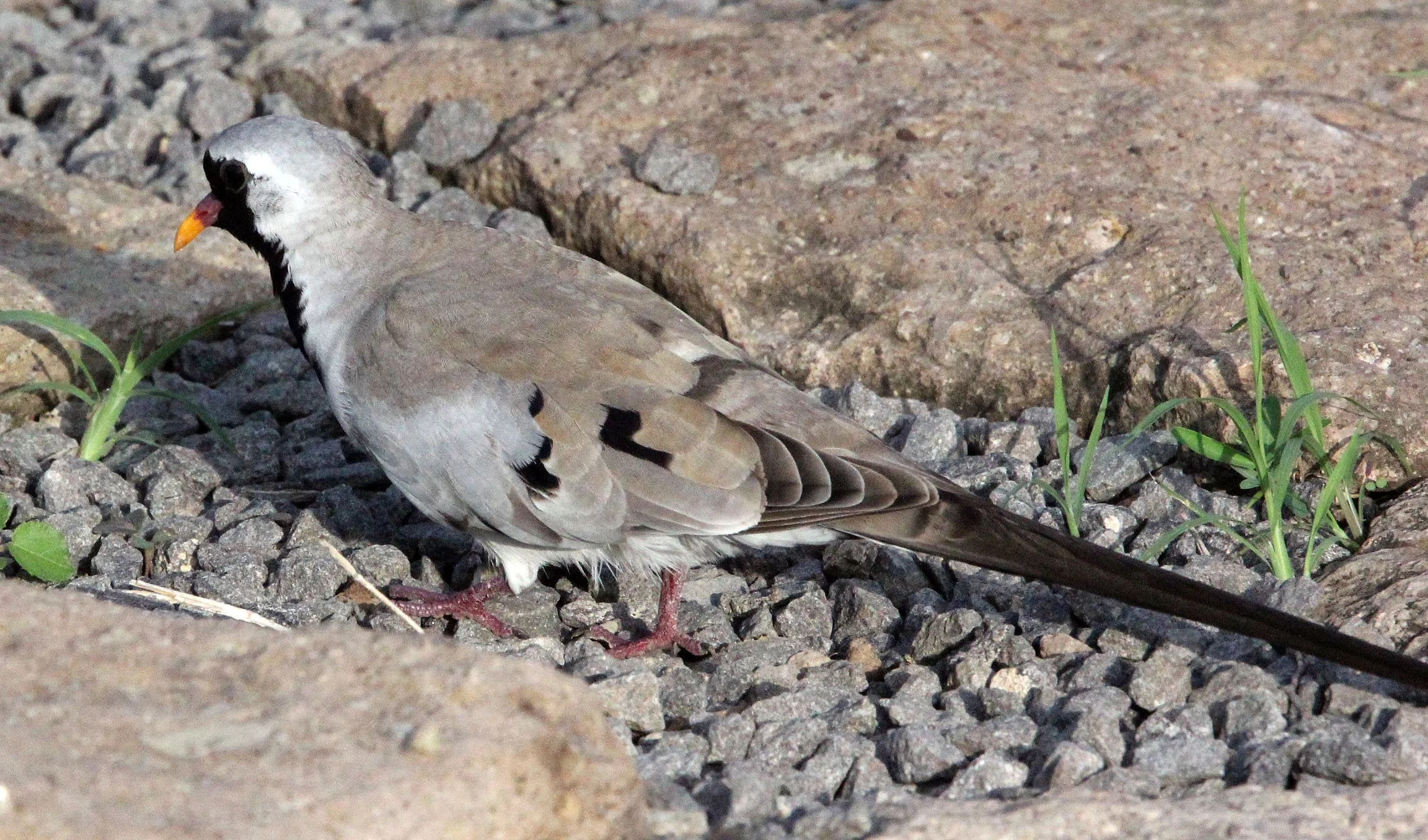 Namaqua Dove (Oena capensis) Ali Dege Plains Ethiopia (2).JPG
