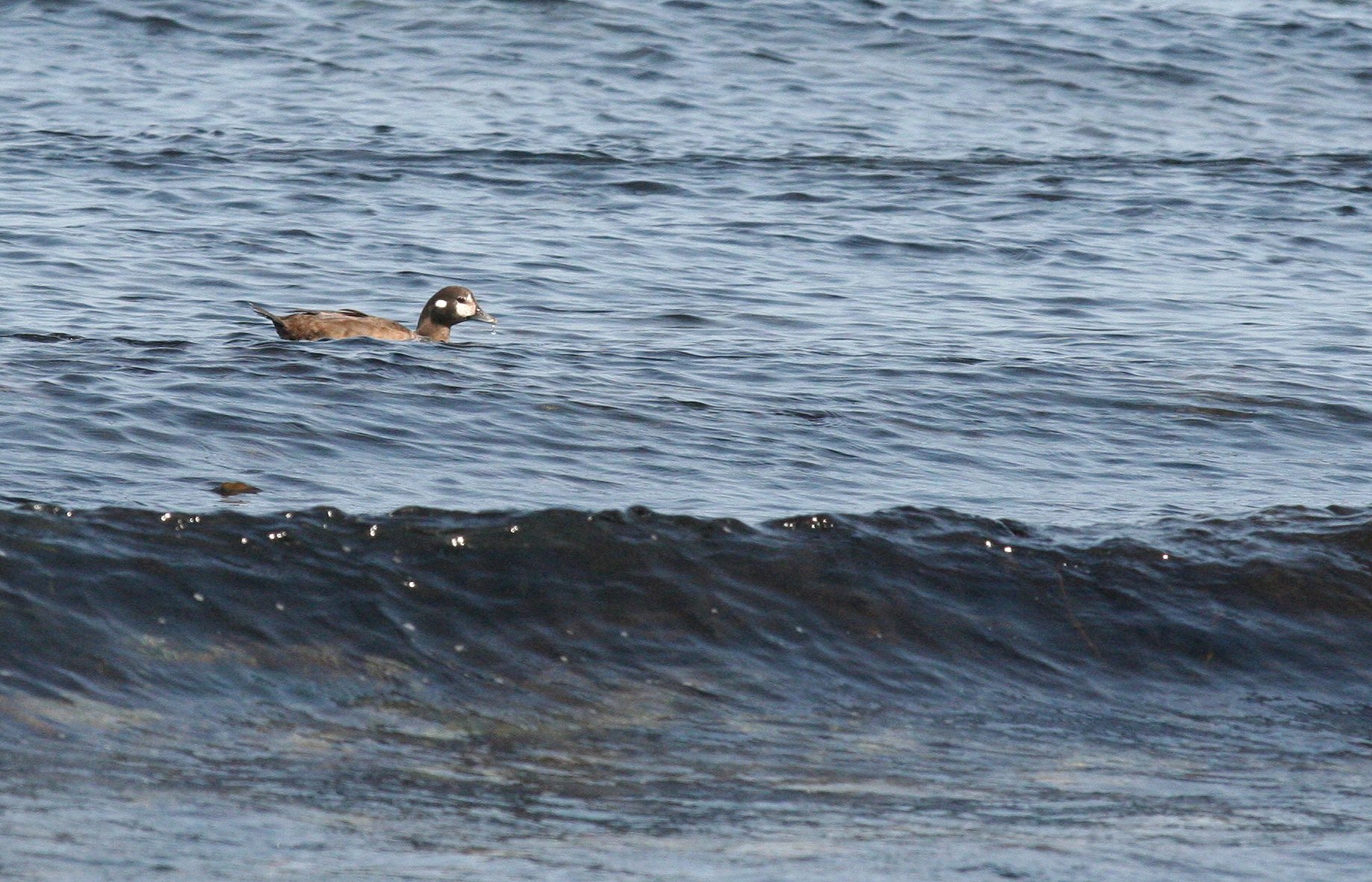 GOLDENEYE - COMMON GOLDENEYE - Bucephala clangula - MOUTH OF ELWHA OLYMPIC PENINSULA - SOM'S (2).JPG
