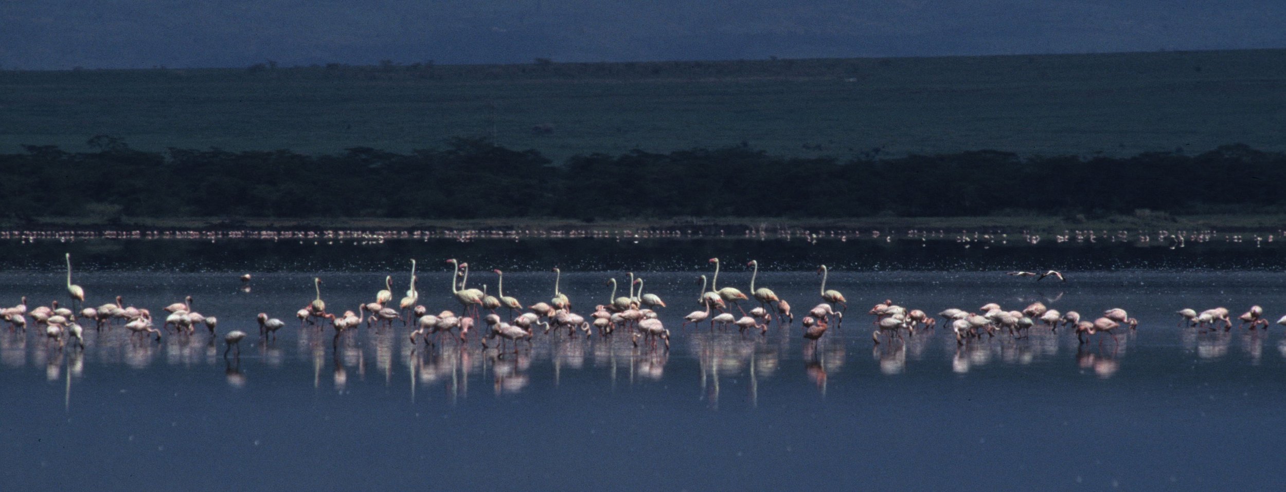 BIRDS - FLAMINGOS - ELEMENTAITA E.jpg