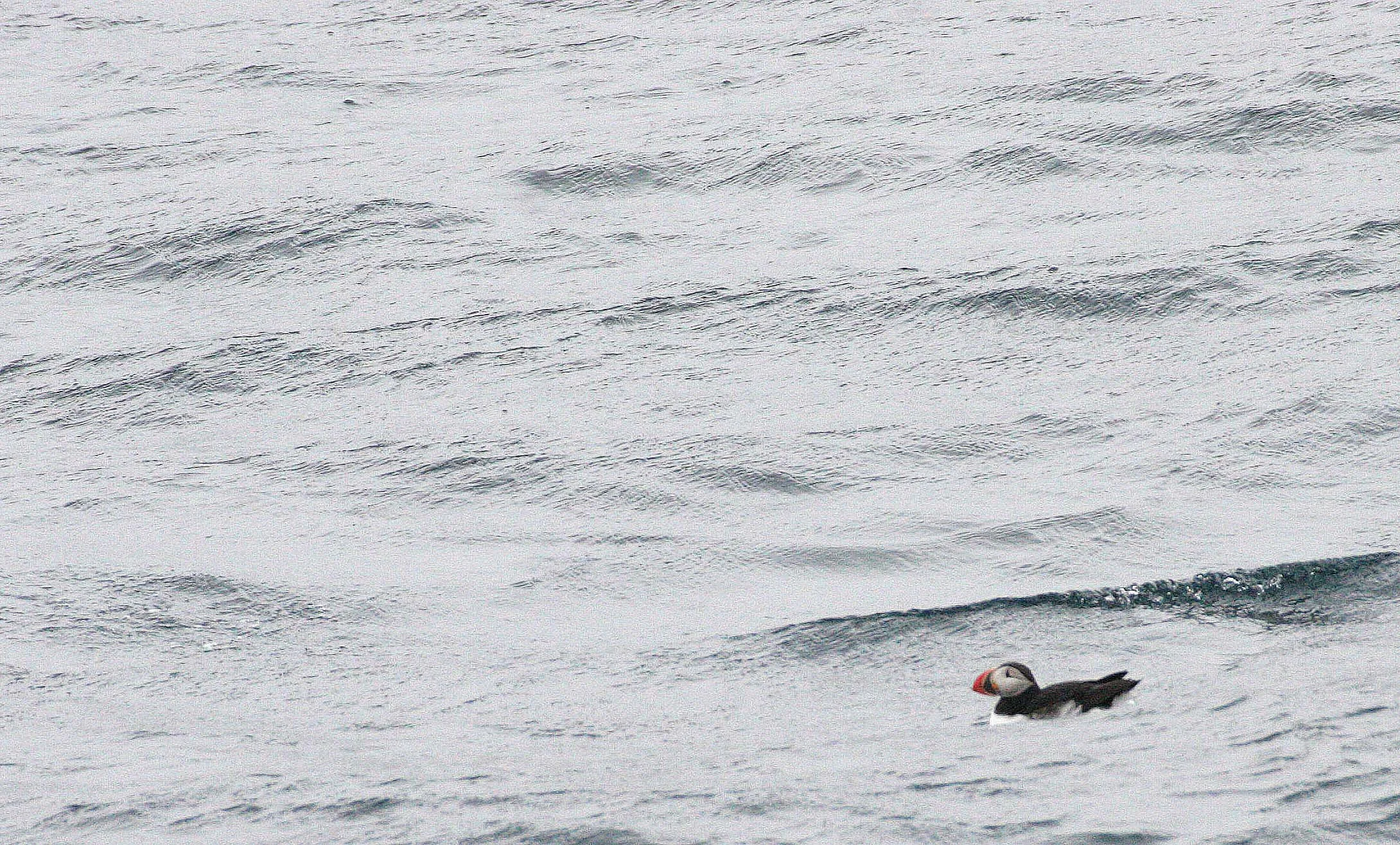 Fratercula arctica - ATLANTIC PUFFIN - SVALBARD (23).jpg