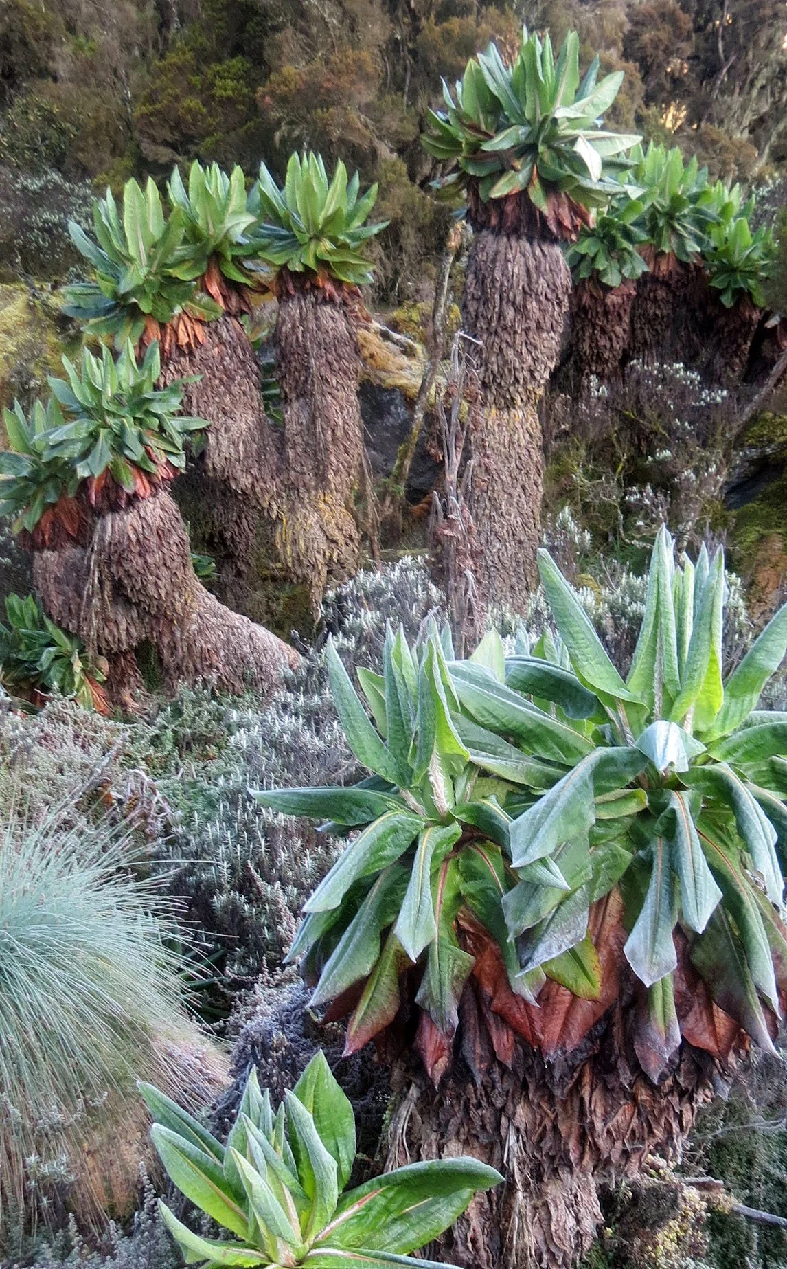 RWENZORI NATIONAL PARK UGANDA (233).JPG
