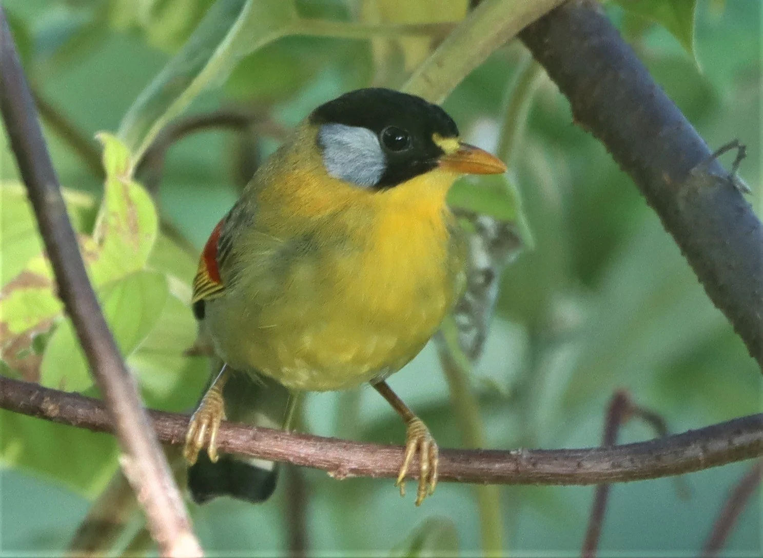 MESIA - SILVER-EARED MESIA - Leiothrix argentauris - DOI ANG KANG CHIANG MAI (7).jpg