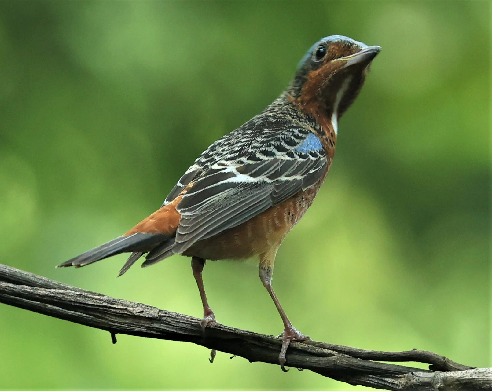 ROCK-THRUSH - WHITE-THROATED ROCK-THRUSH - Monticola gularis - WAT THAM PRATHUM CHONBURI March 2022 (49).jpg