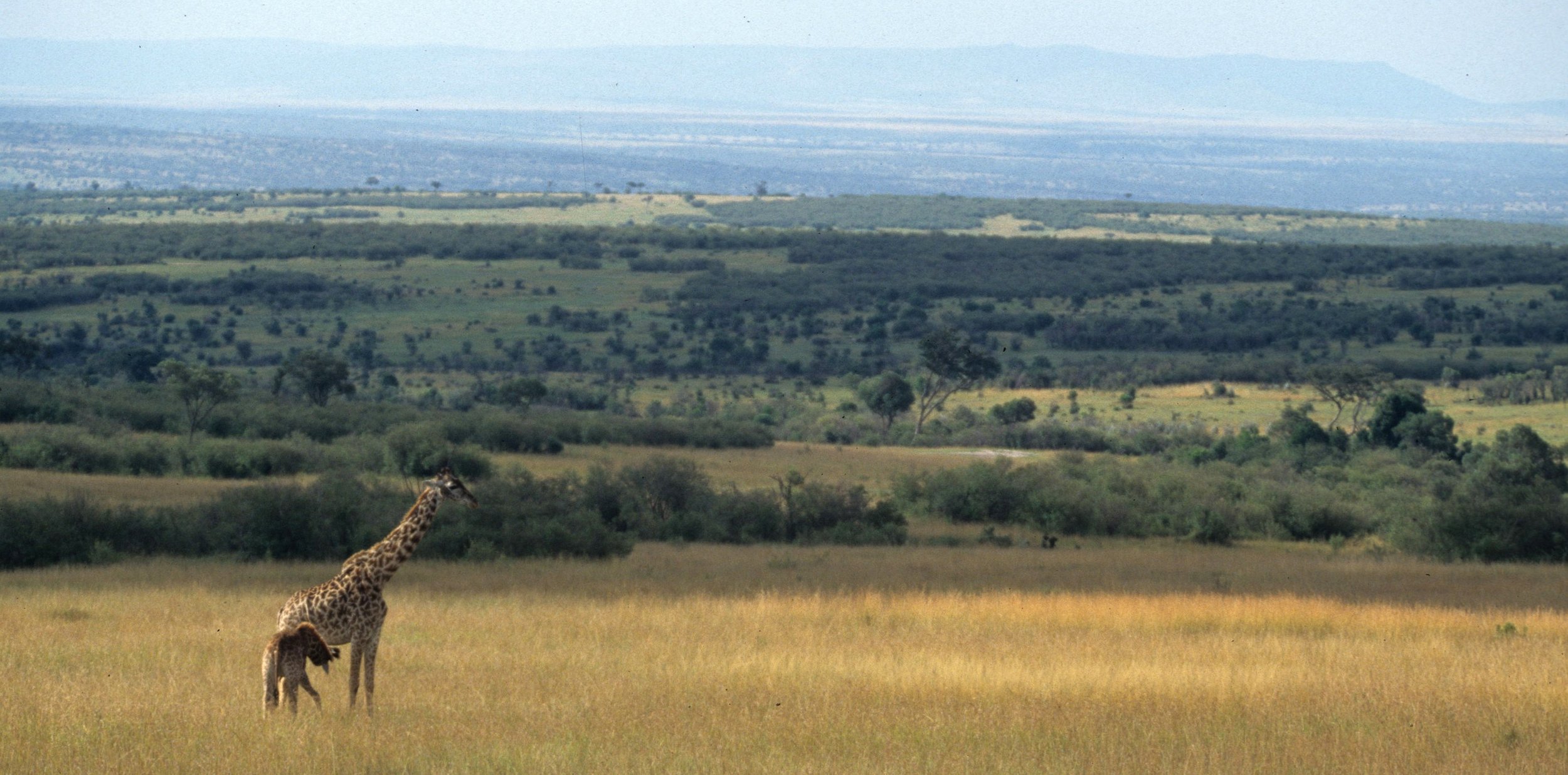GIRAFFE-MASAI-SERENGETI 18.jpg