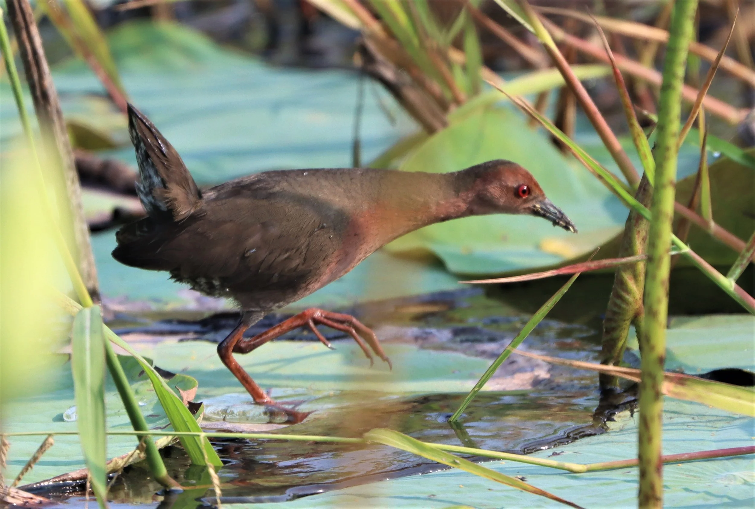 Ruddy-breasted Crake (Porzana fusca) Lat Krabang Wetlands Tap Yao Rice fields Bangkok (7).jpg