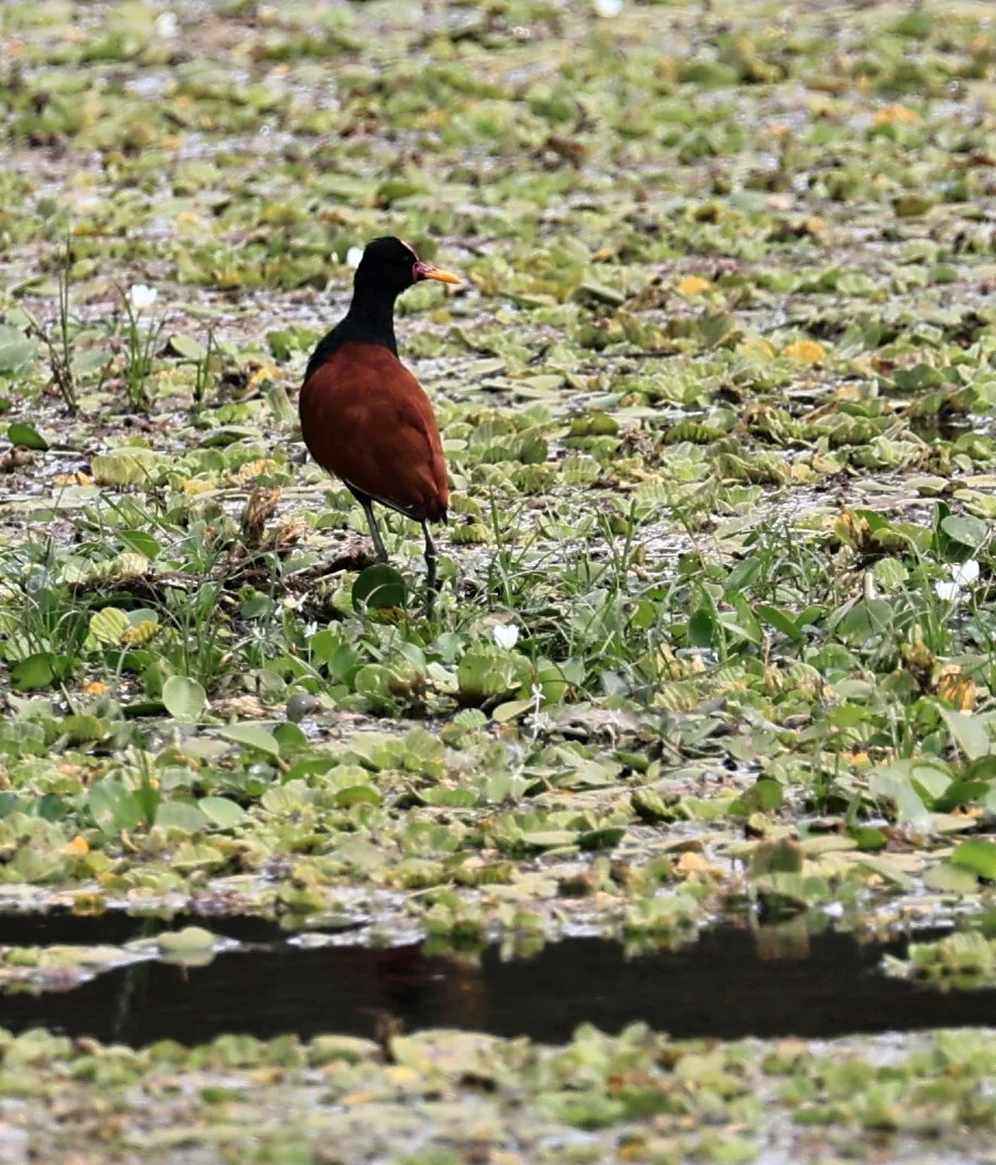 Wattled Jacana (Jacana jacana) Agua Dulce Paraguay (4).jpg
