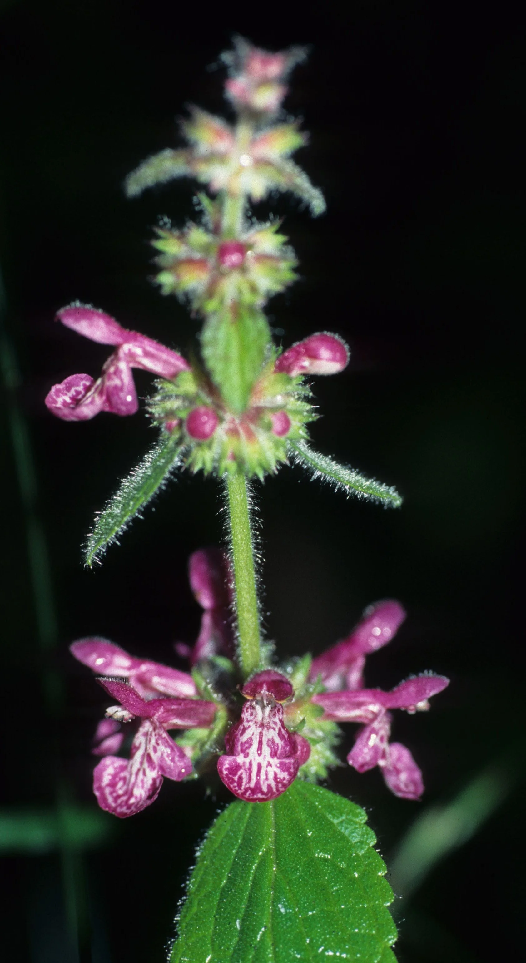 POINT REYES - FALSE NETTLE.jpg