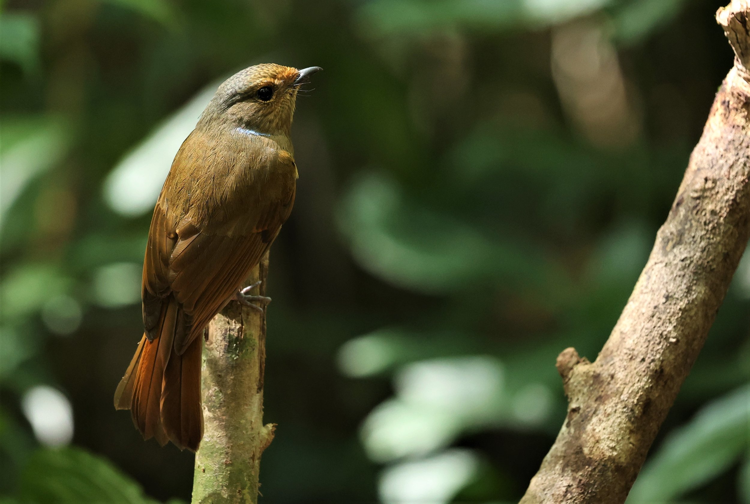 NILTAVA - LARGE NILTAVA - Niltava grandis - DOI DOI PHA HOM POK NP DOI LANG EAST FEB 2022 (22).jpg