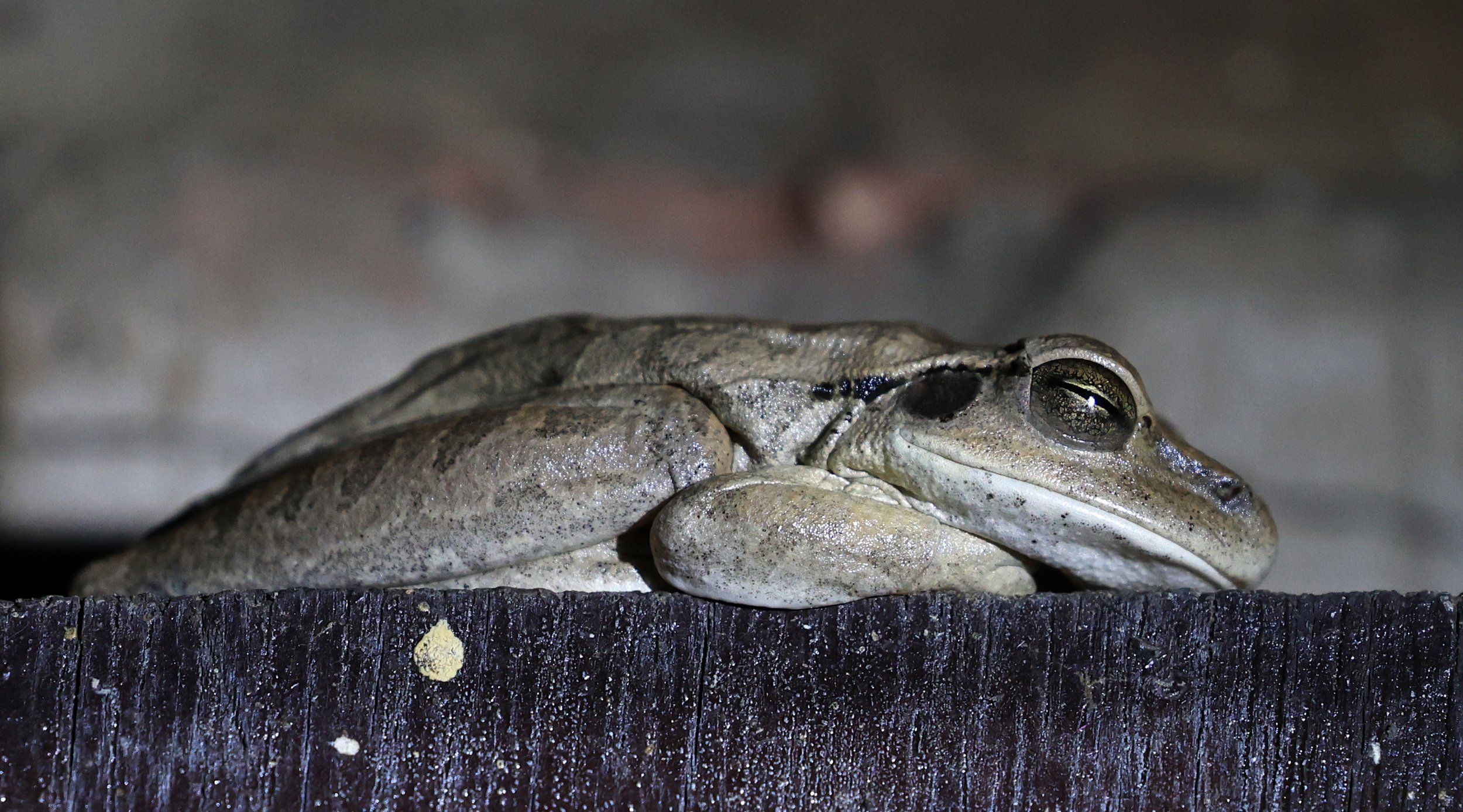 Chaco Tree Frog (Boana raniceps) Fortin Toledo Paraguay  (6).jpg