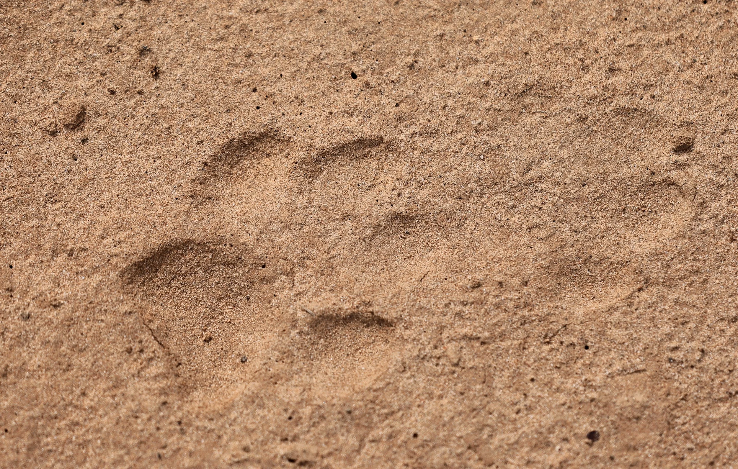 Felid tracks