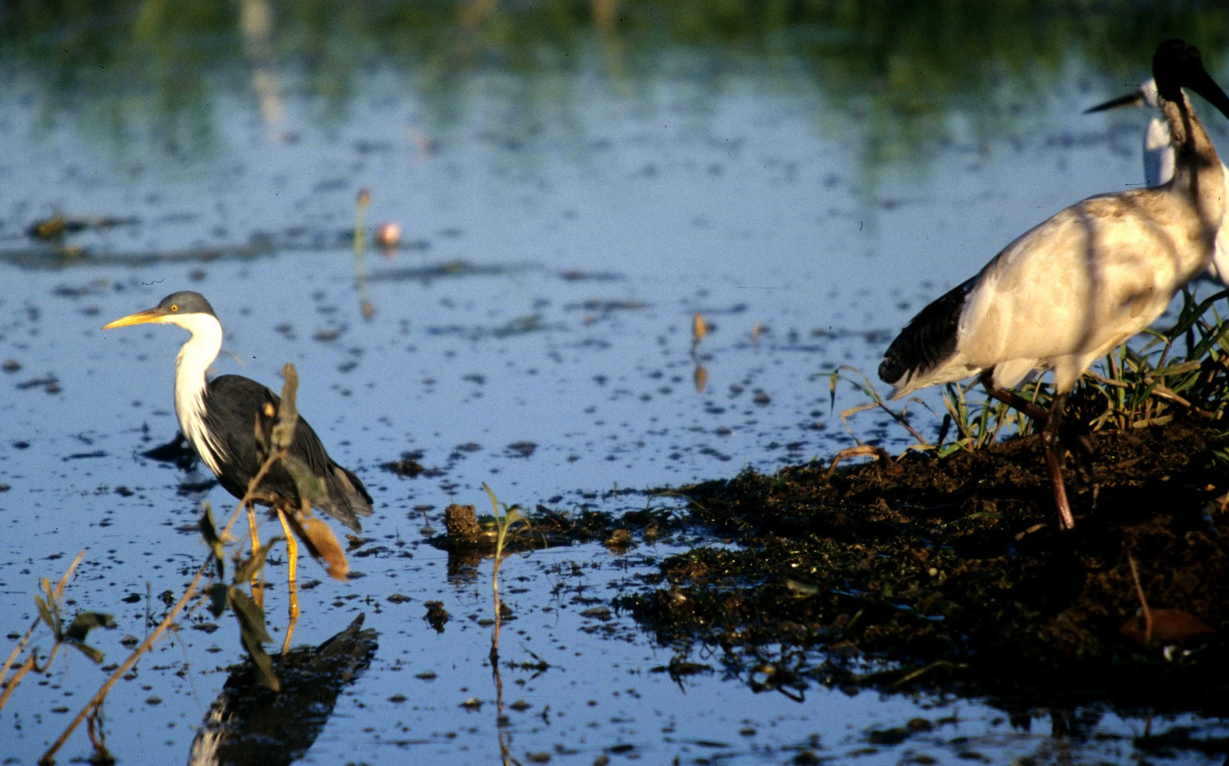 HERON - PIED HERON WITH AUSTRALIAN WHITE IBIS - Egretta picata - KAKADU NATIONAL PARK NORTHERN TERRITORIES AUSTRALIA (2).jpg