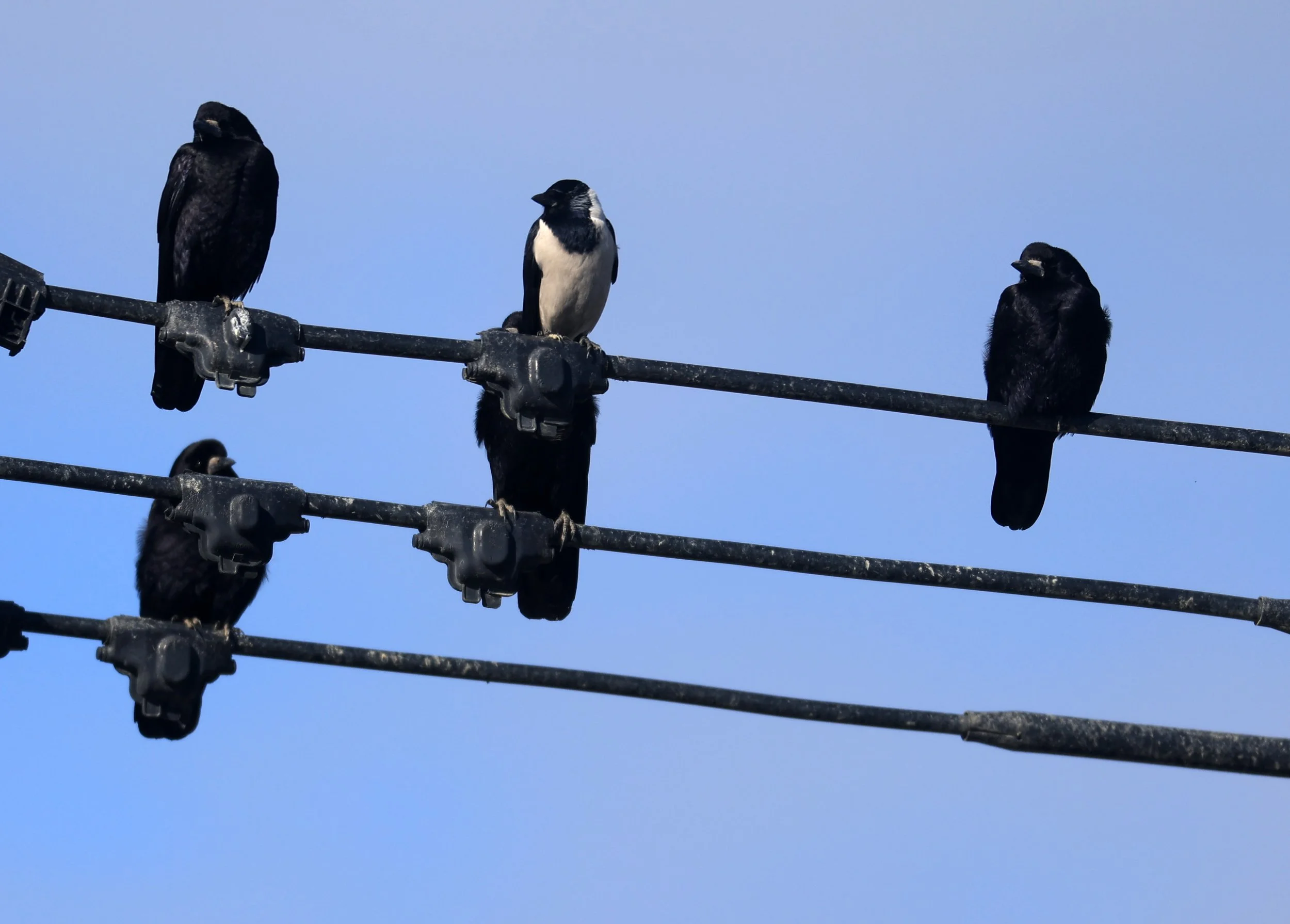 Daurian Jackdaw (Coloeus dauuricus) & Eastern Rook - Izumi Crane Center and Fields Izumi Kagoshima Japan (6).jpg