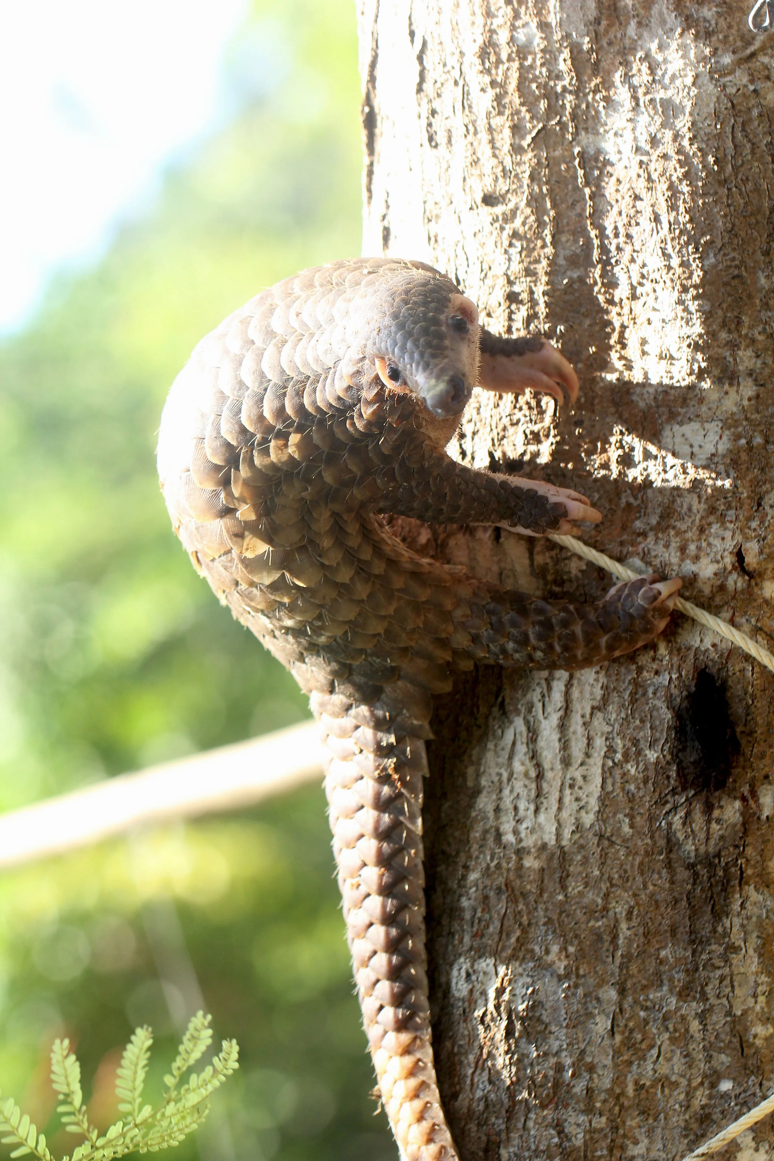 Manis javanica - SUNDA PANGOLIN - KOH LANTA THAILAND  (19).JPG
