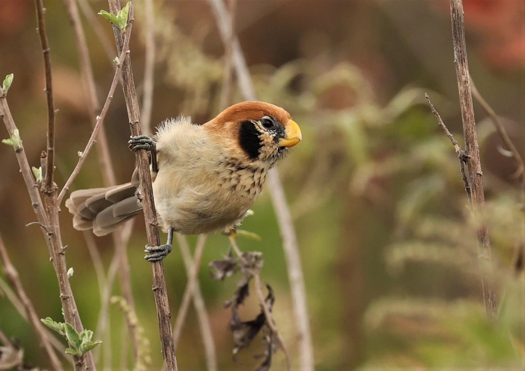 PARROTBILL - SPOT-BREASTED PARROTBILL - Paradoxornis guttaticollis - DOI LANG WEST, DOI PHA HOM POK NP, CHIANG MAI DEC 2021 (84).jpg