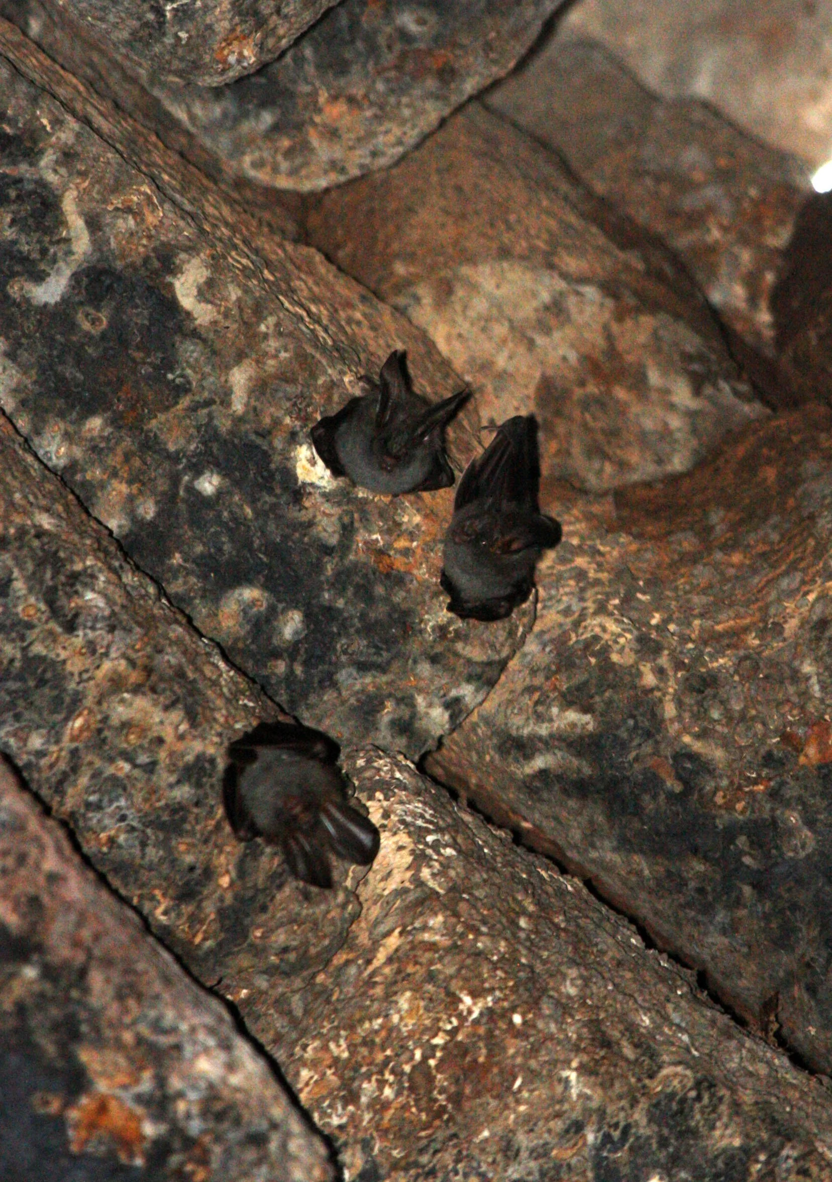 CHIROPTERA - Lesser False-vampire-Megaderma spasma - KOH KER TEMPLE CAMBODIA (16).JPG